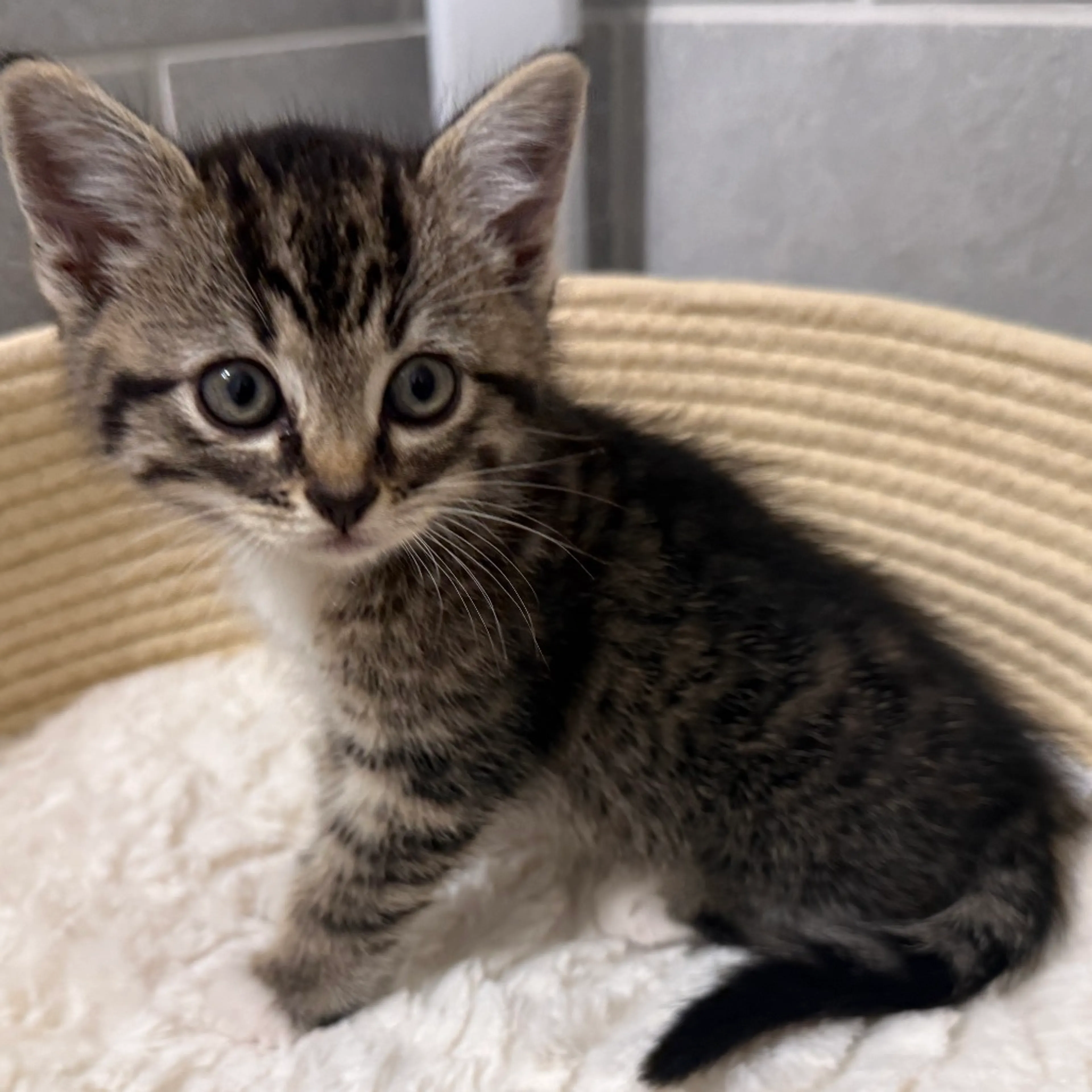 Found pet-7
