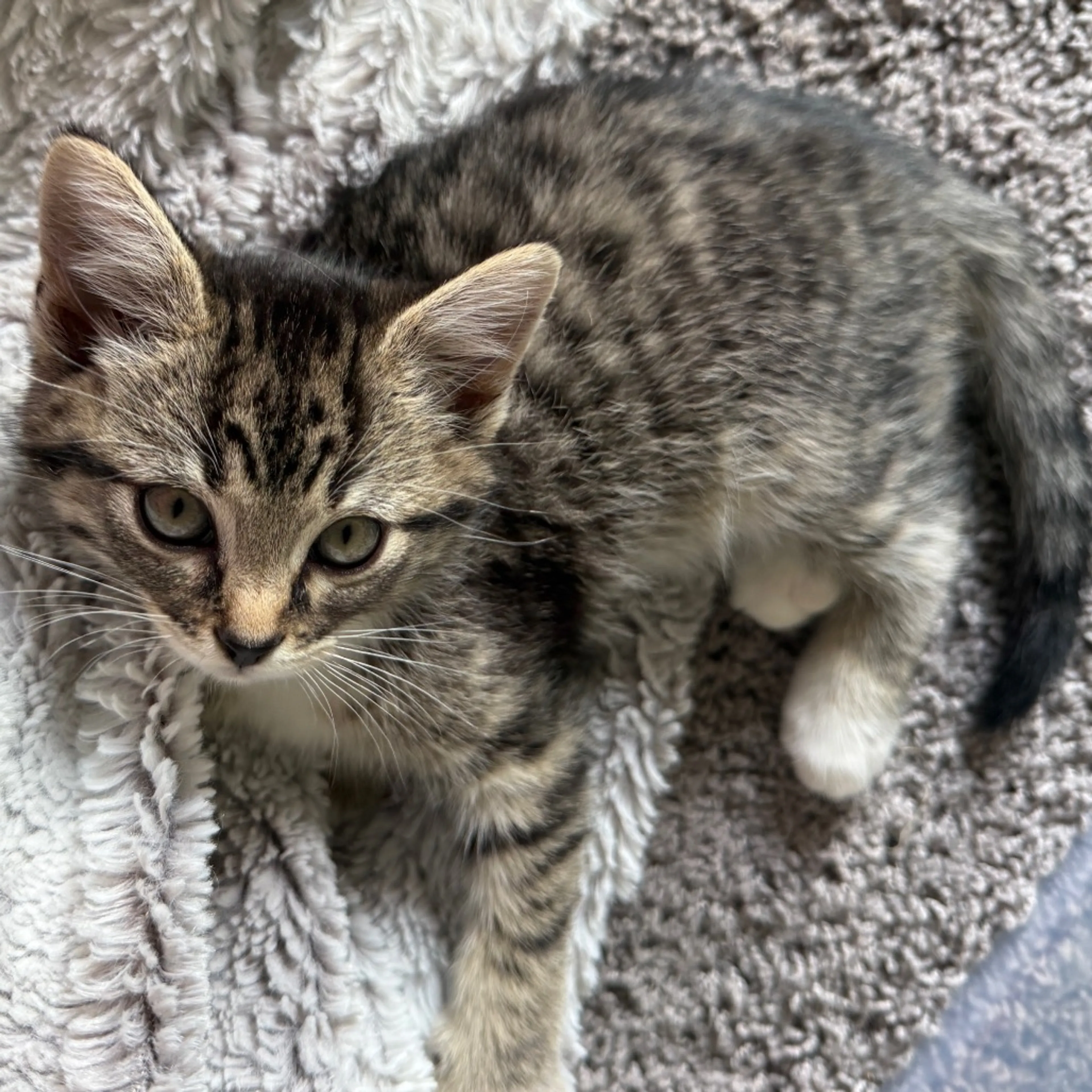 Found pet-18