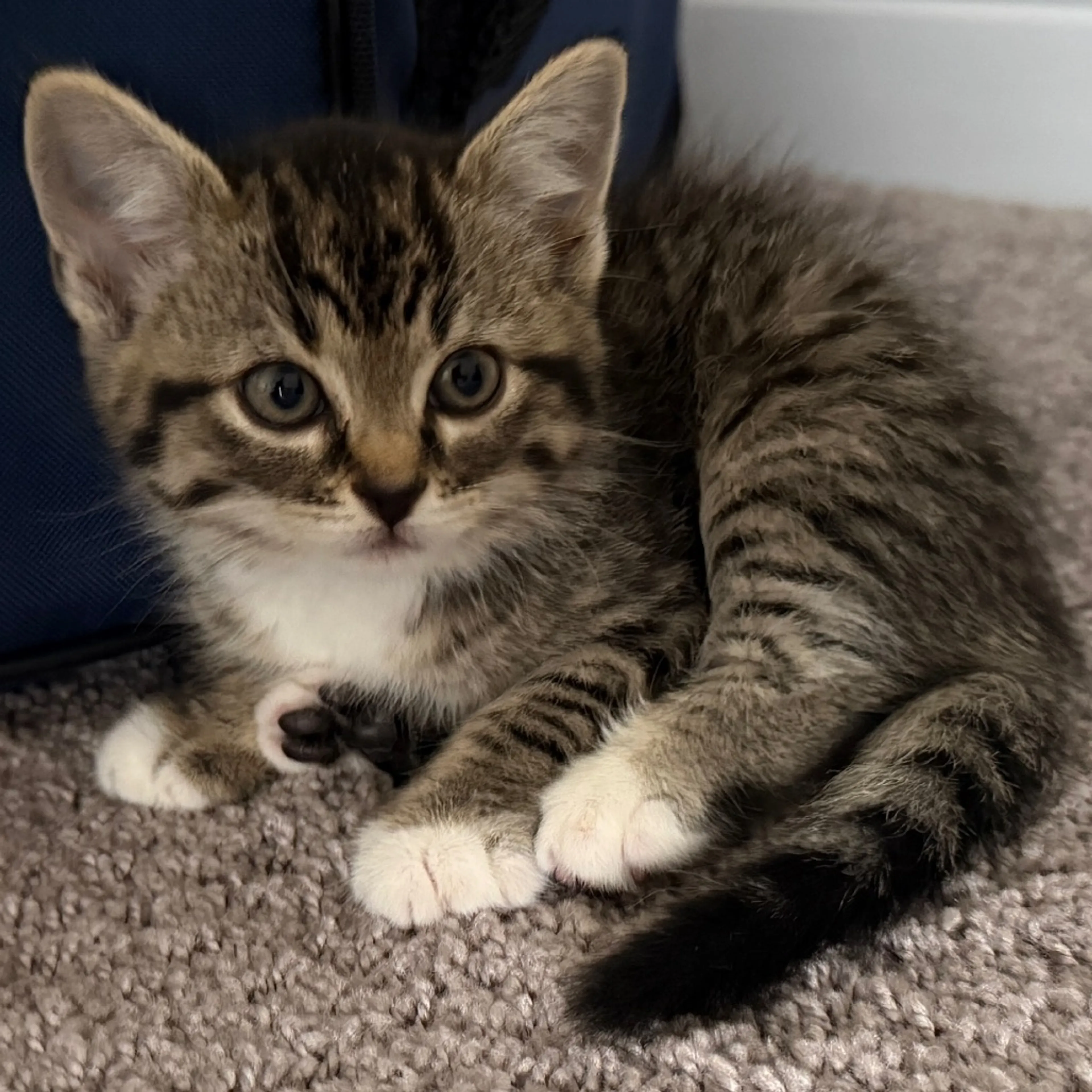 Found pet-10