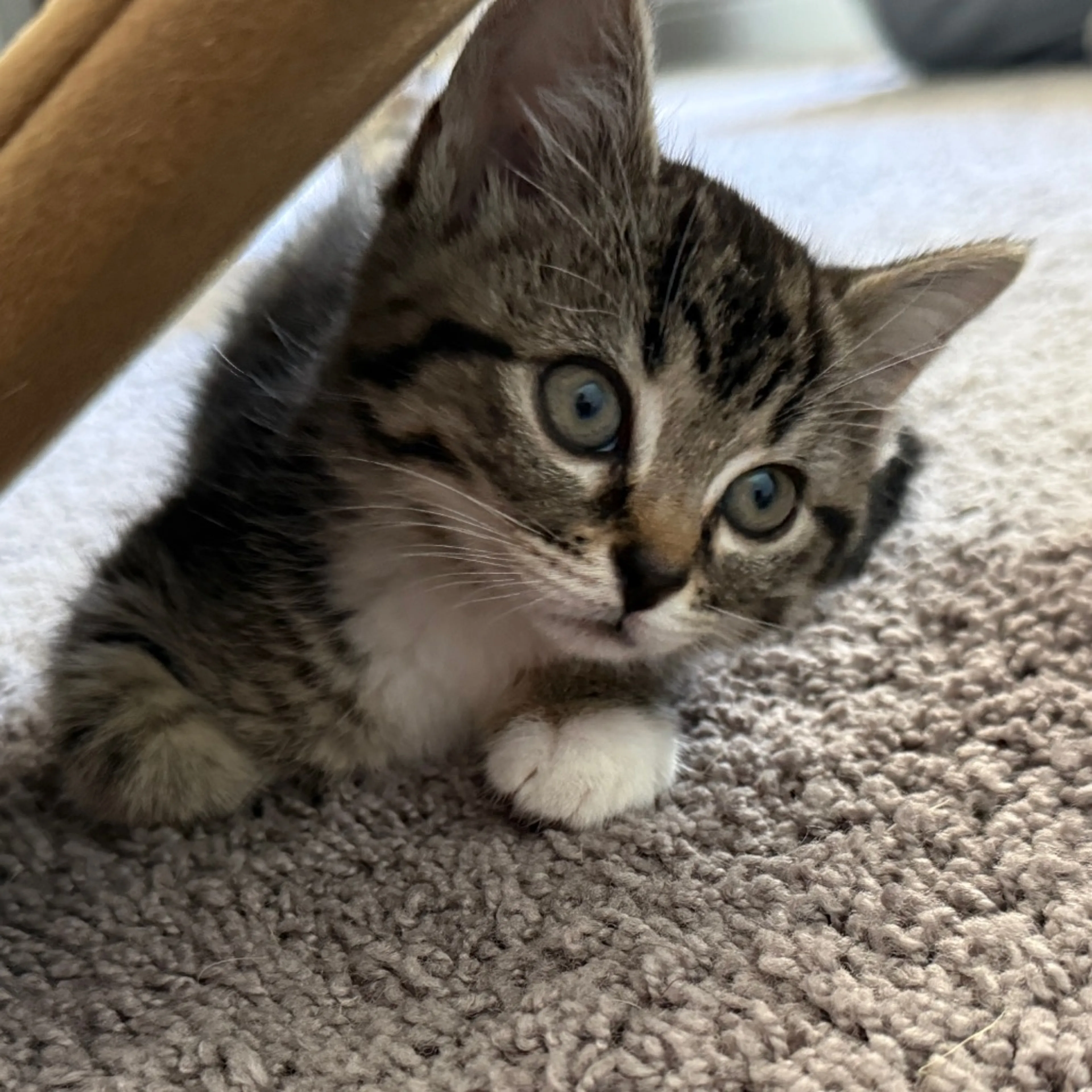 Found pet-17