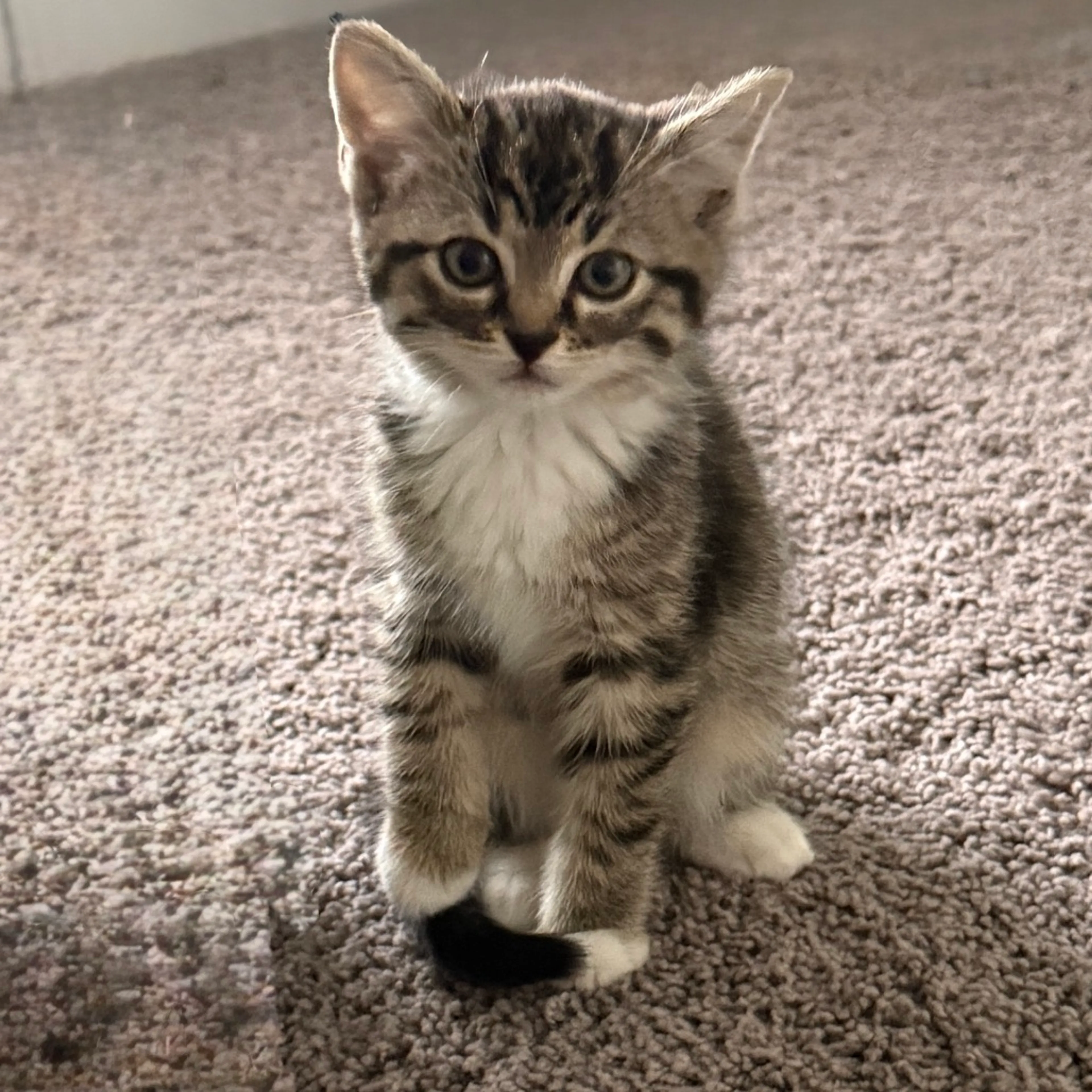 Found pet-0