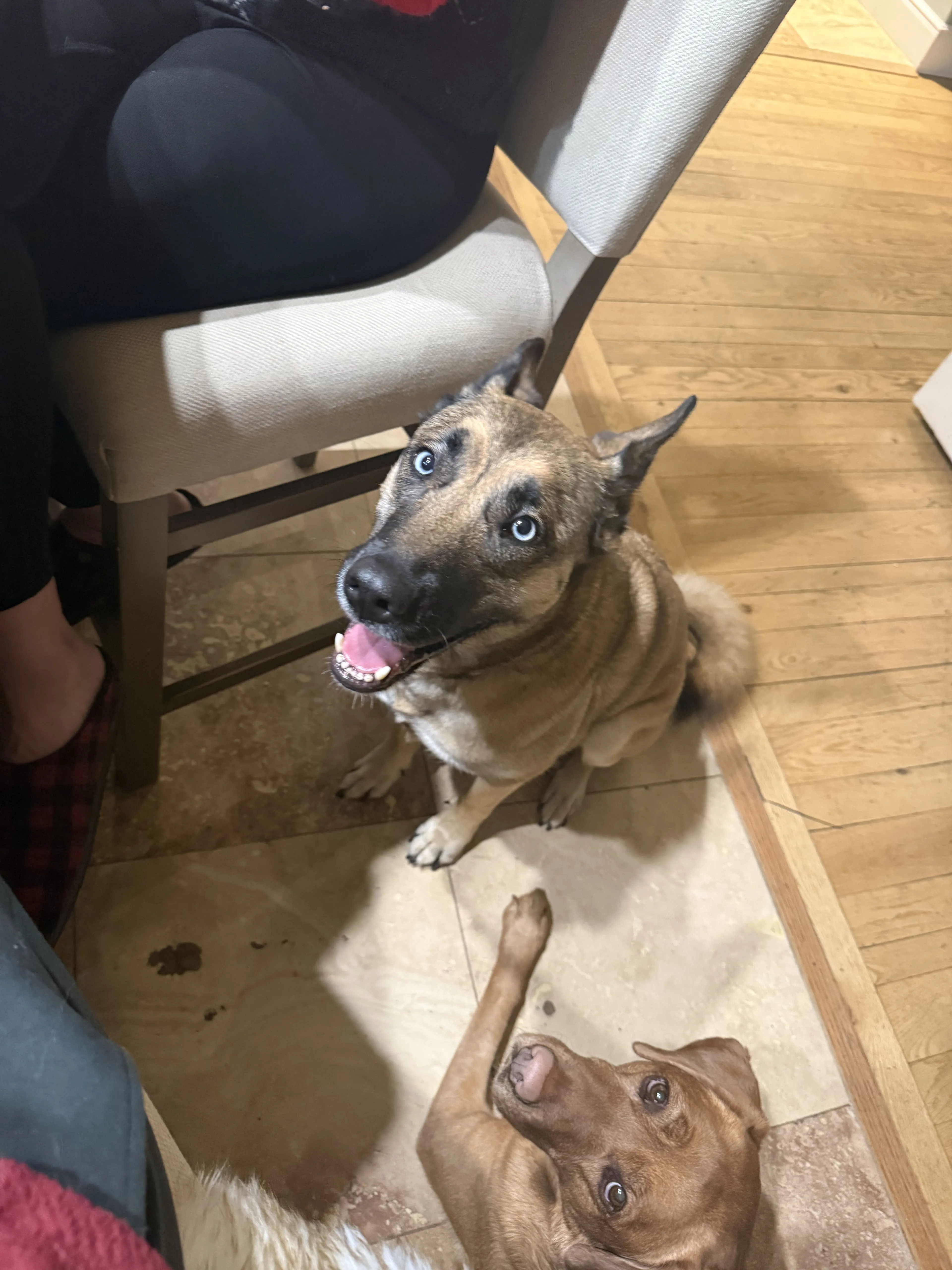 Lost pet-2