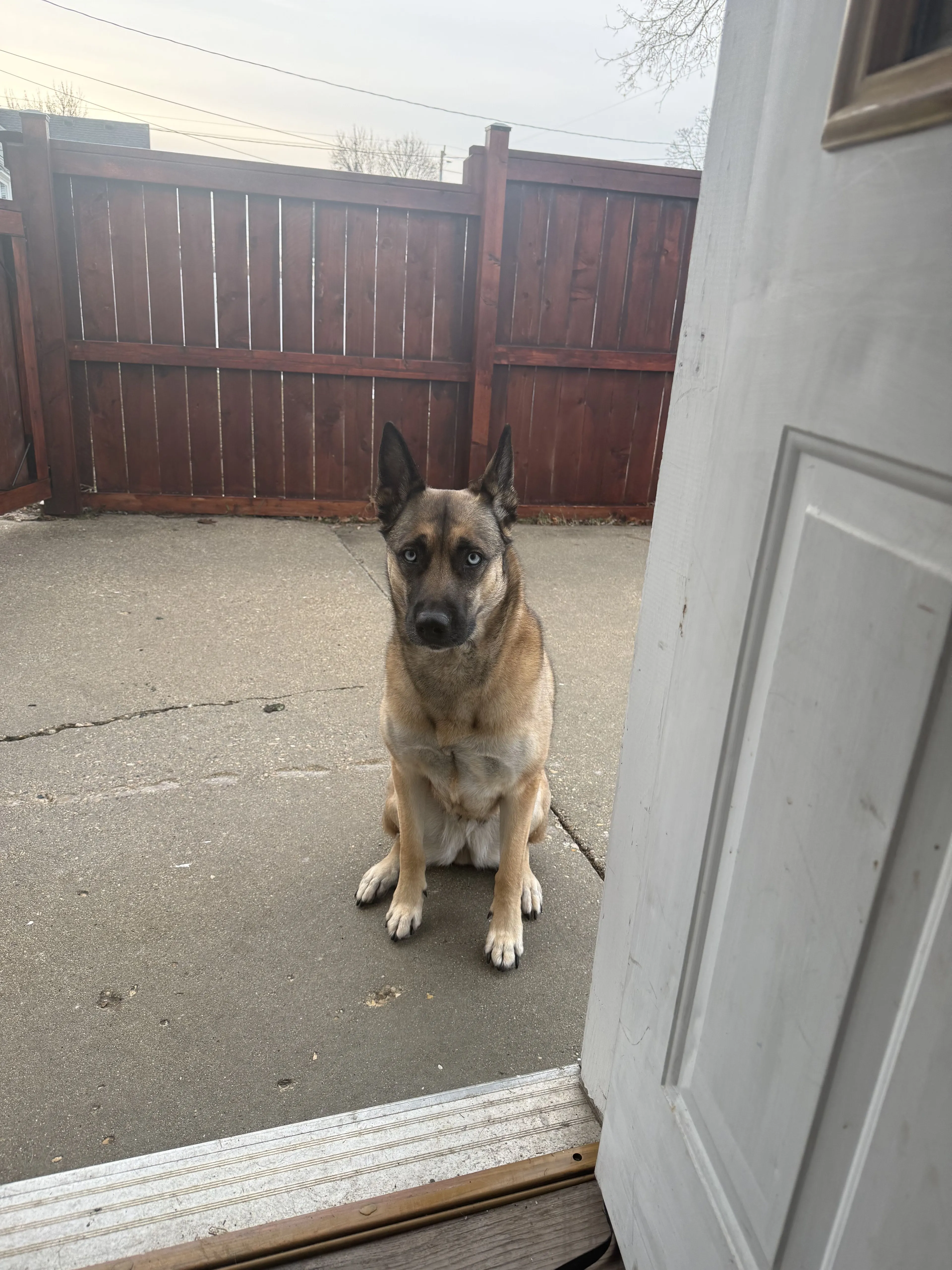 Lost pet-1