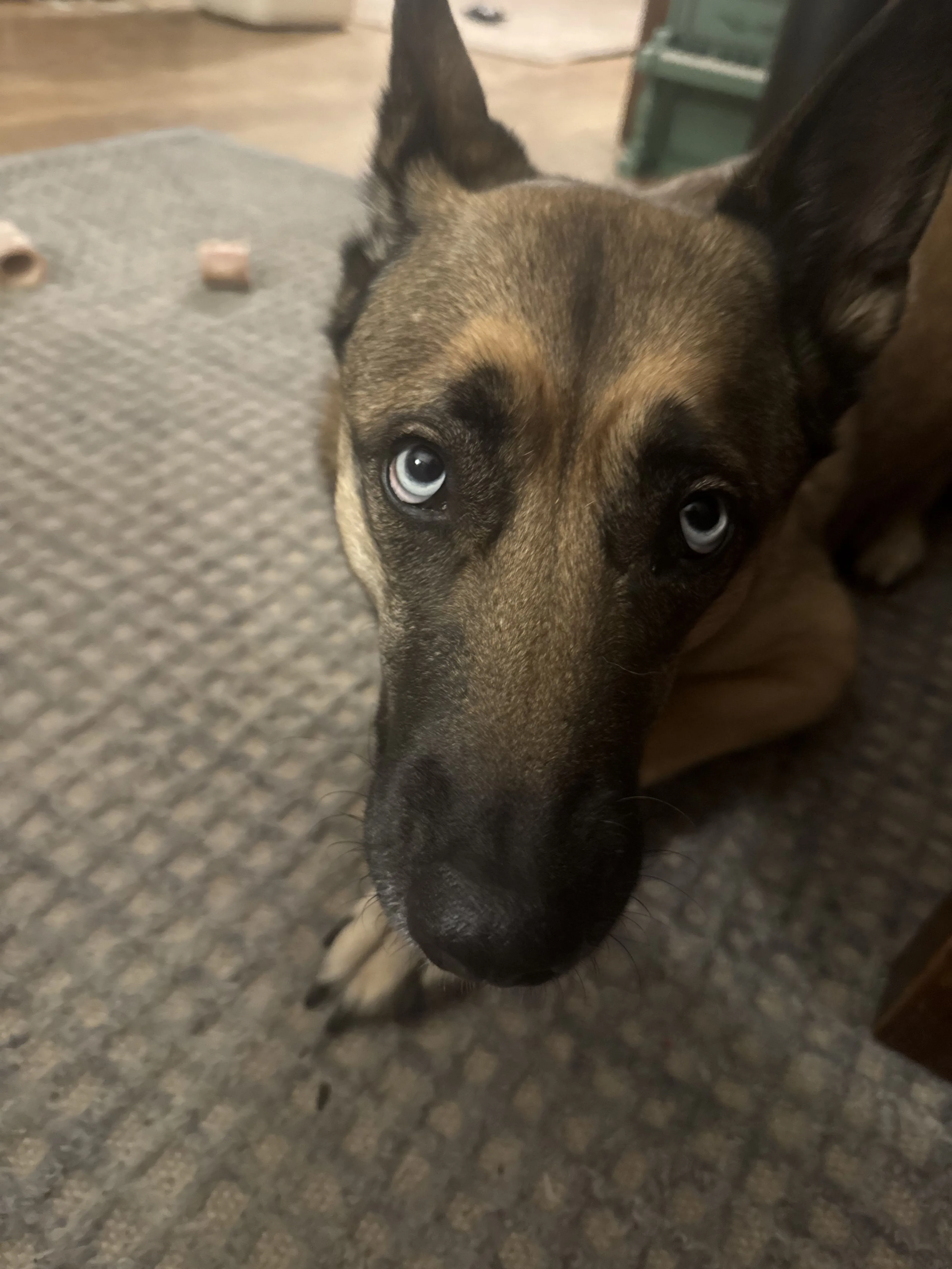 Lost pet-0