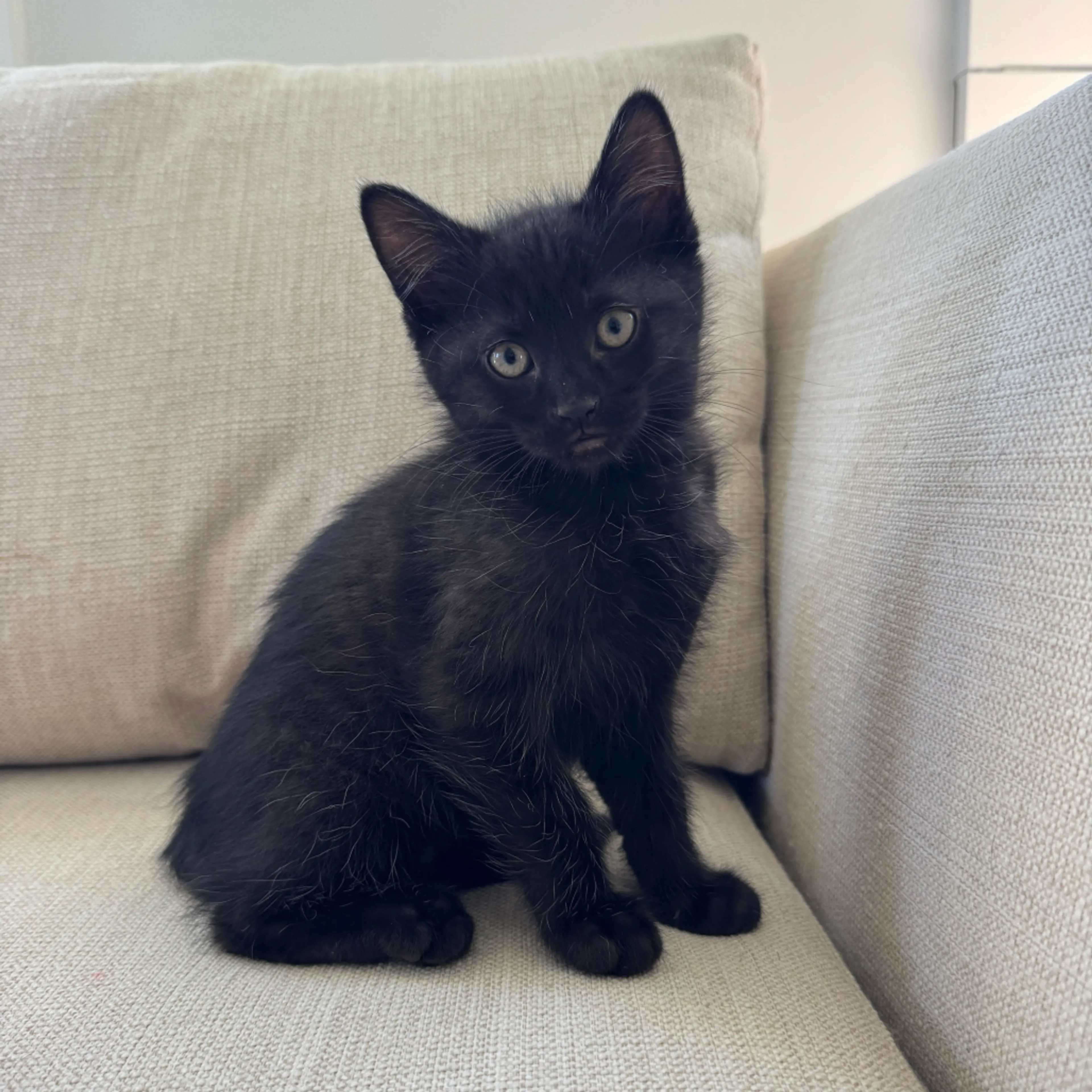 Found pet