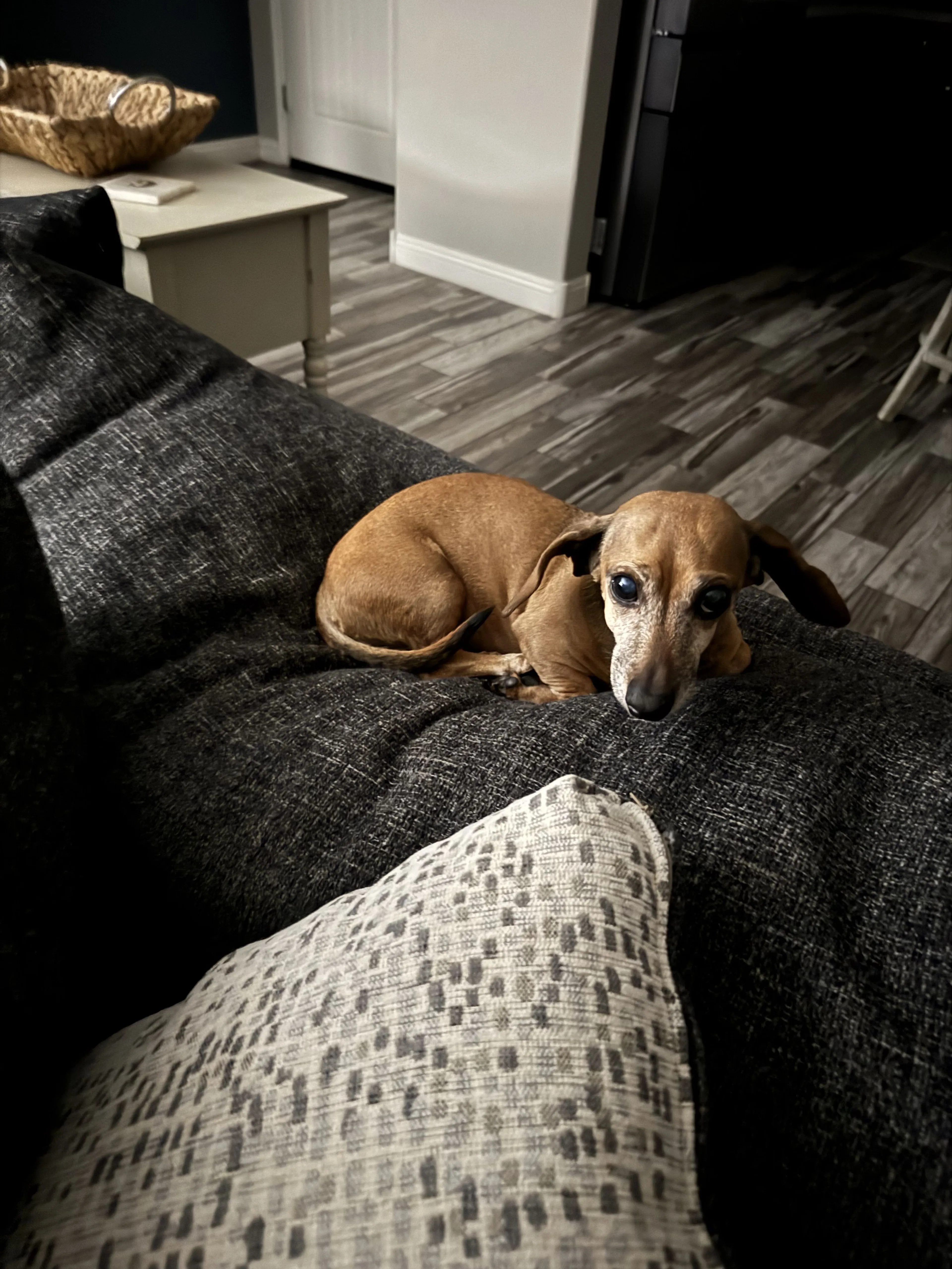 Lost pet-0