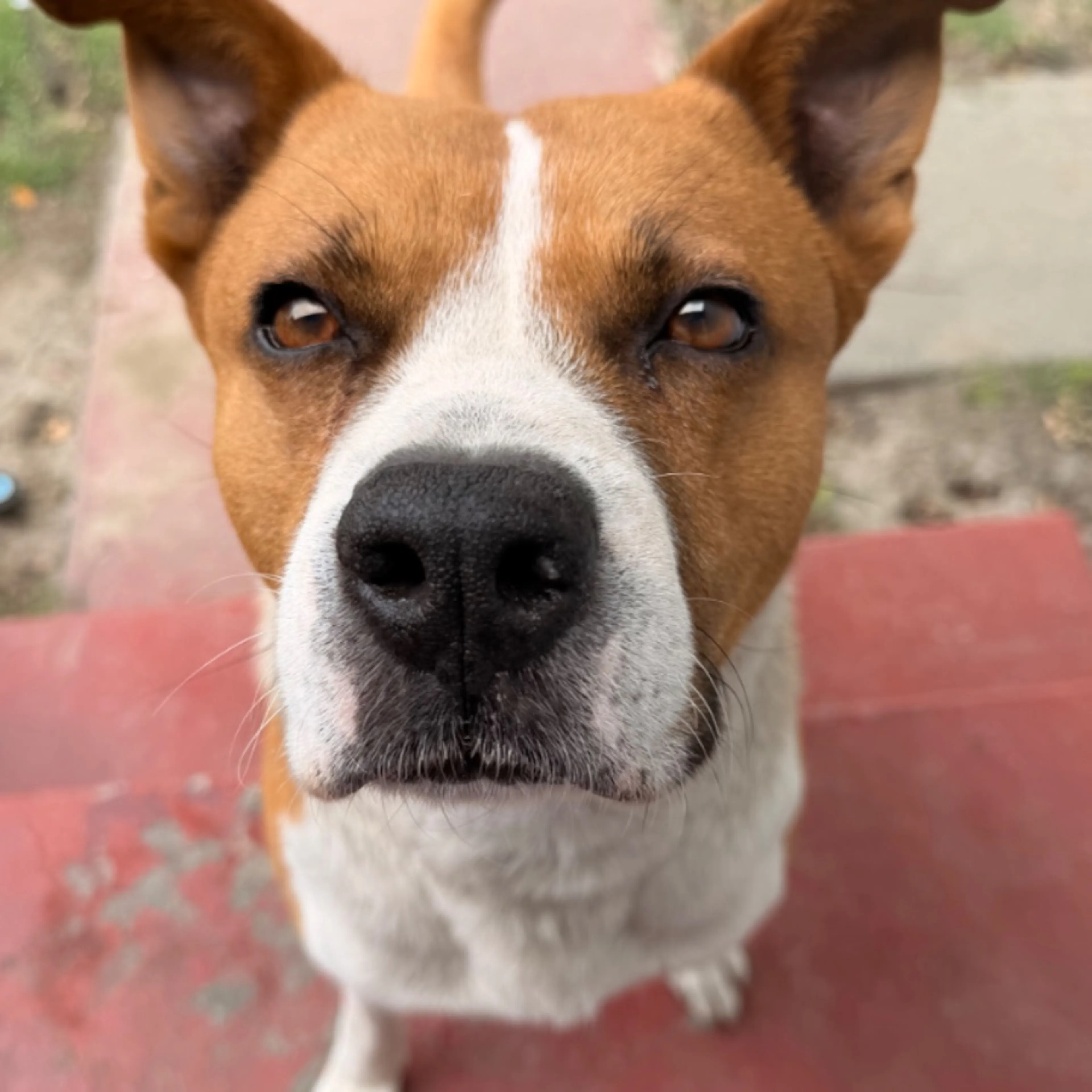 Found pet