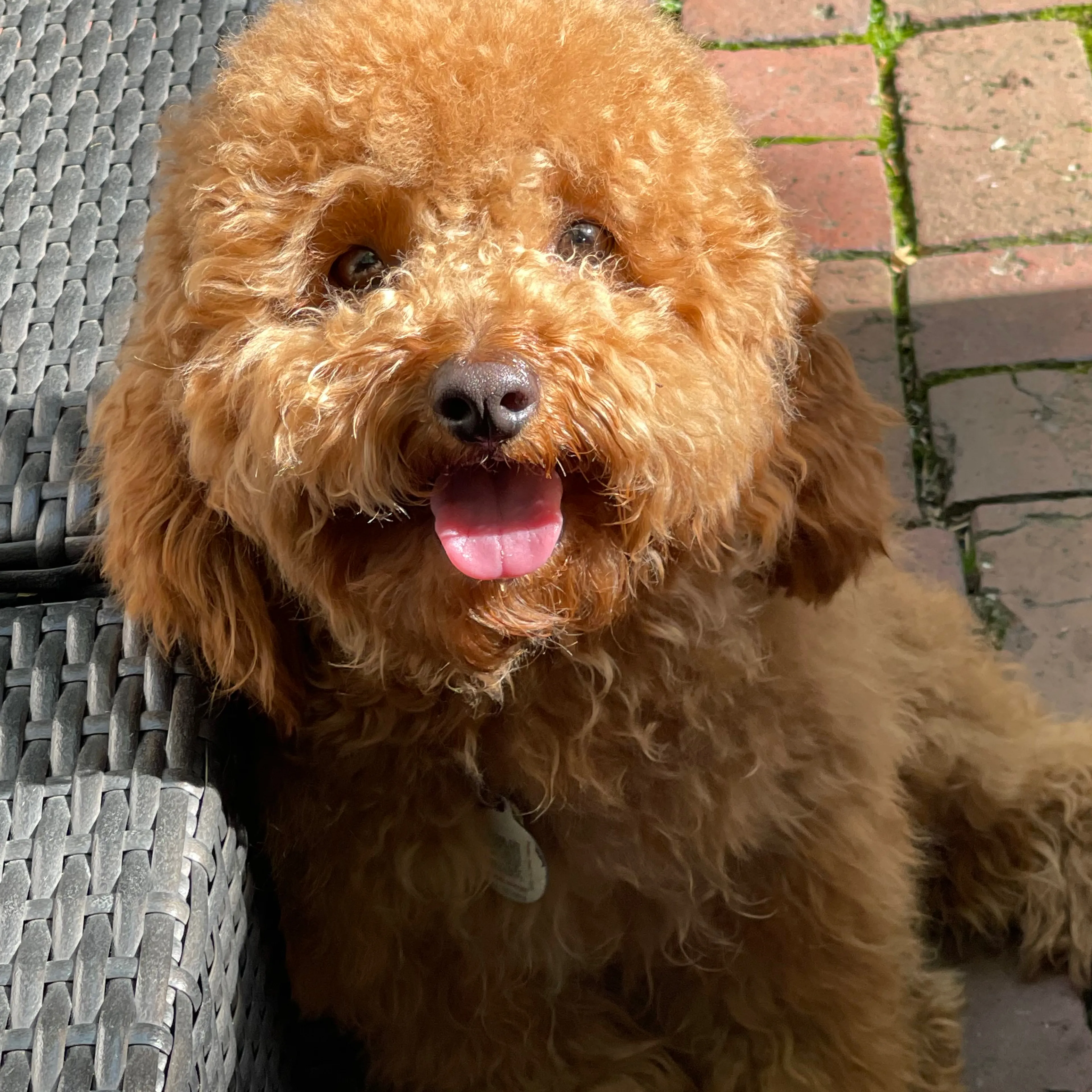Lost pet-1