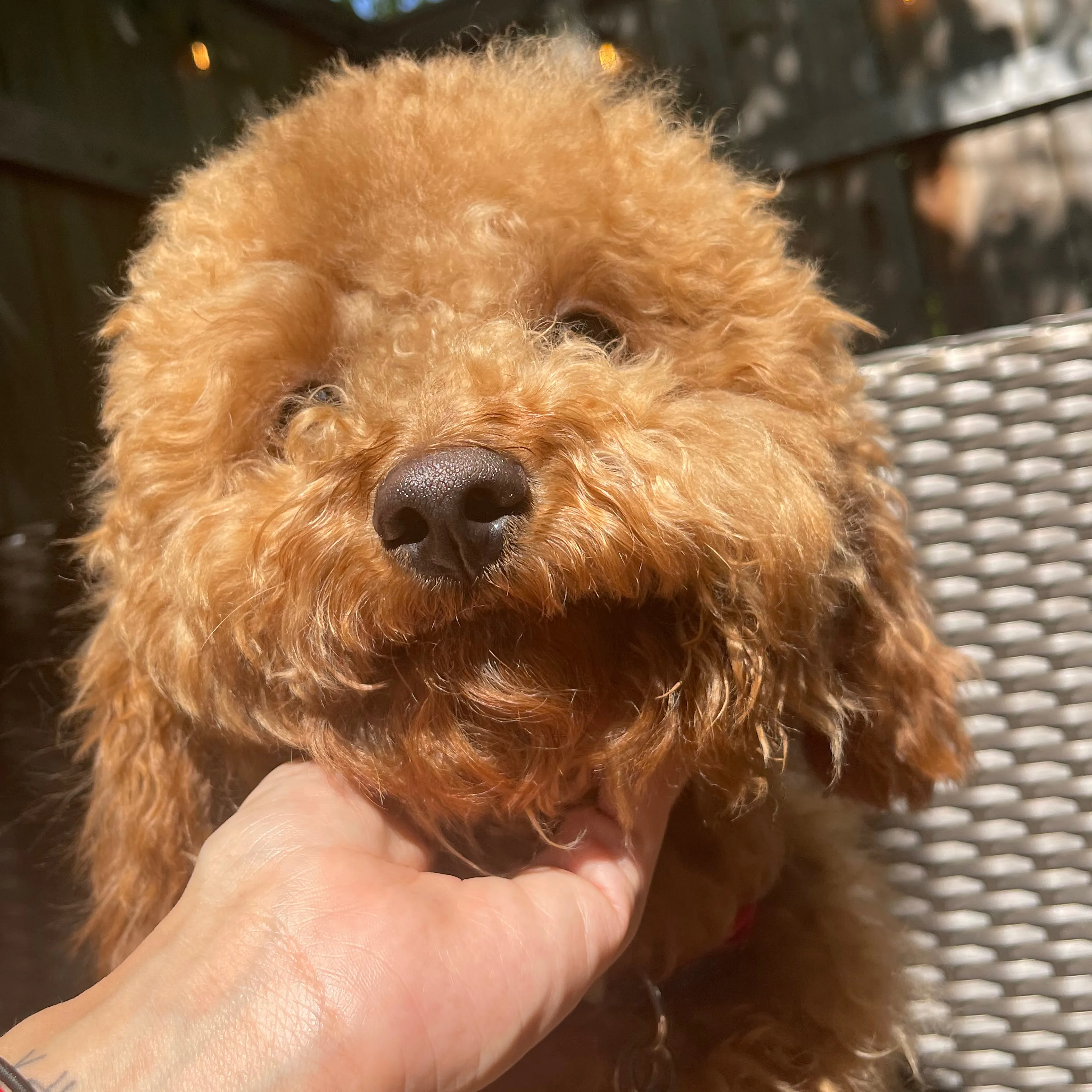Lost pet-2