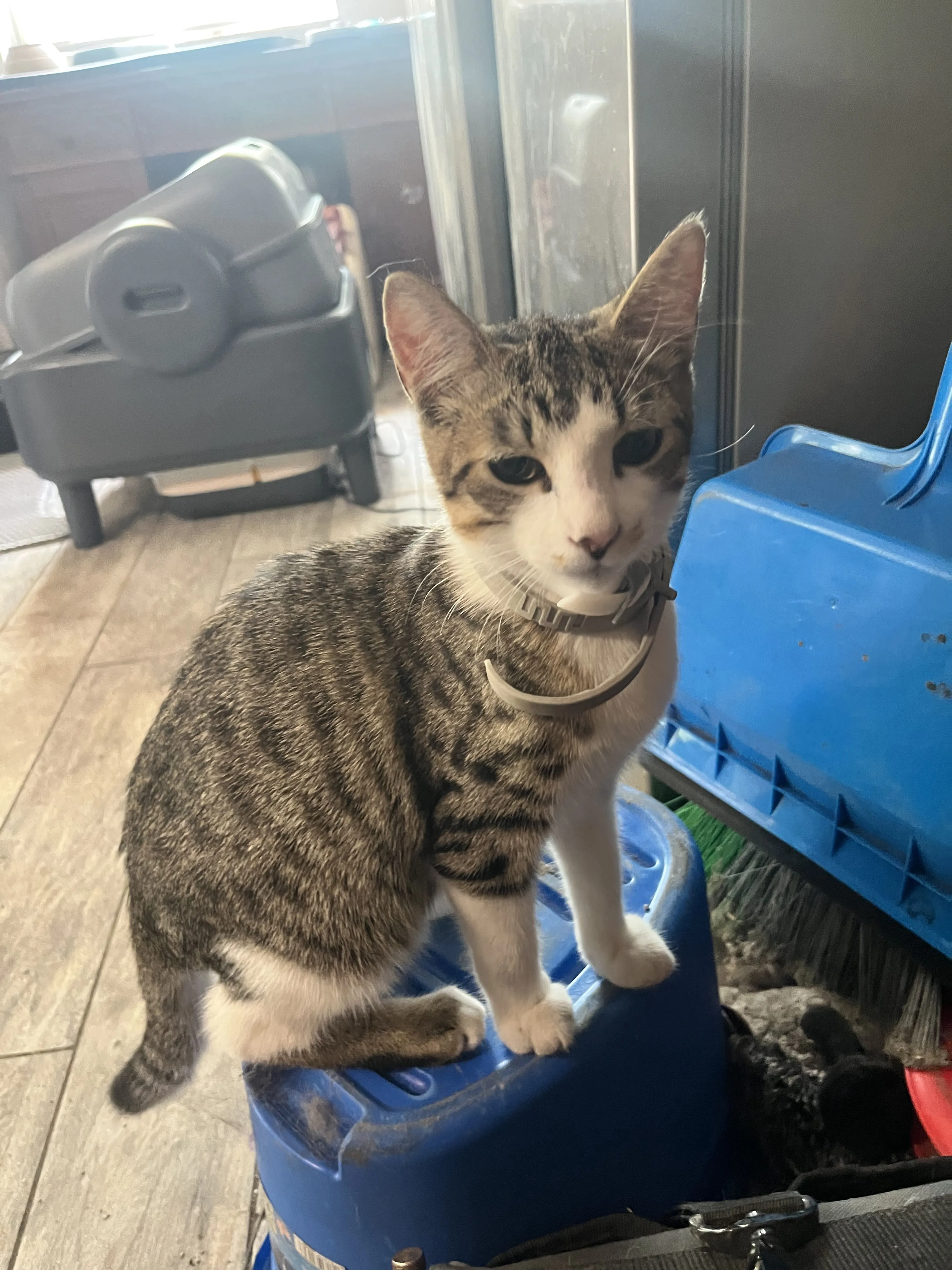Lost pet-0