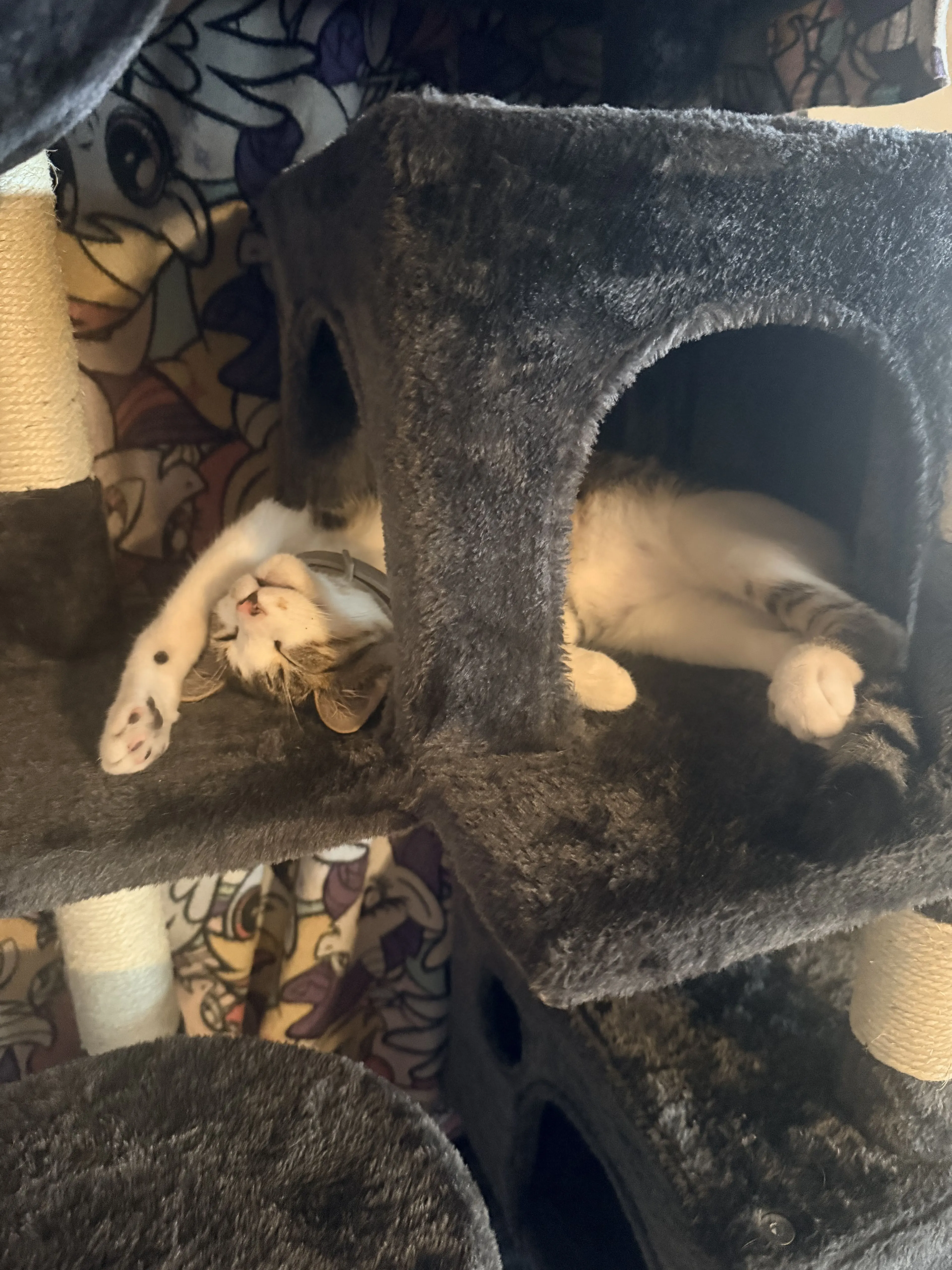 Lost pet-2