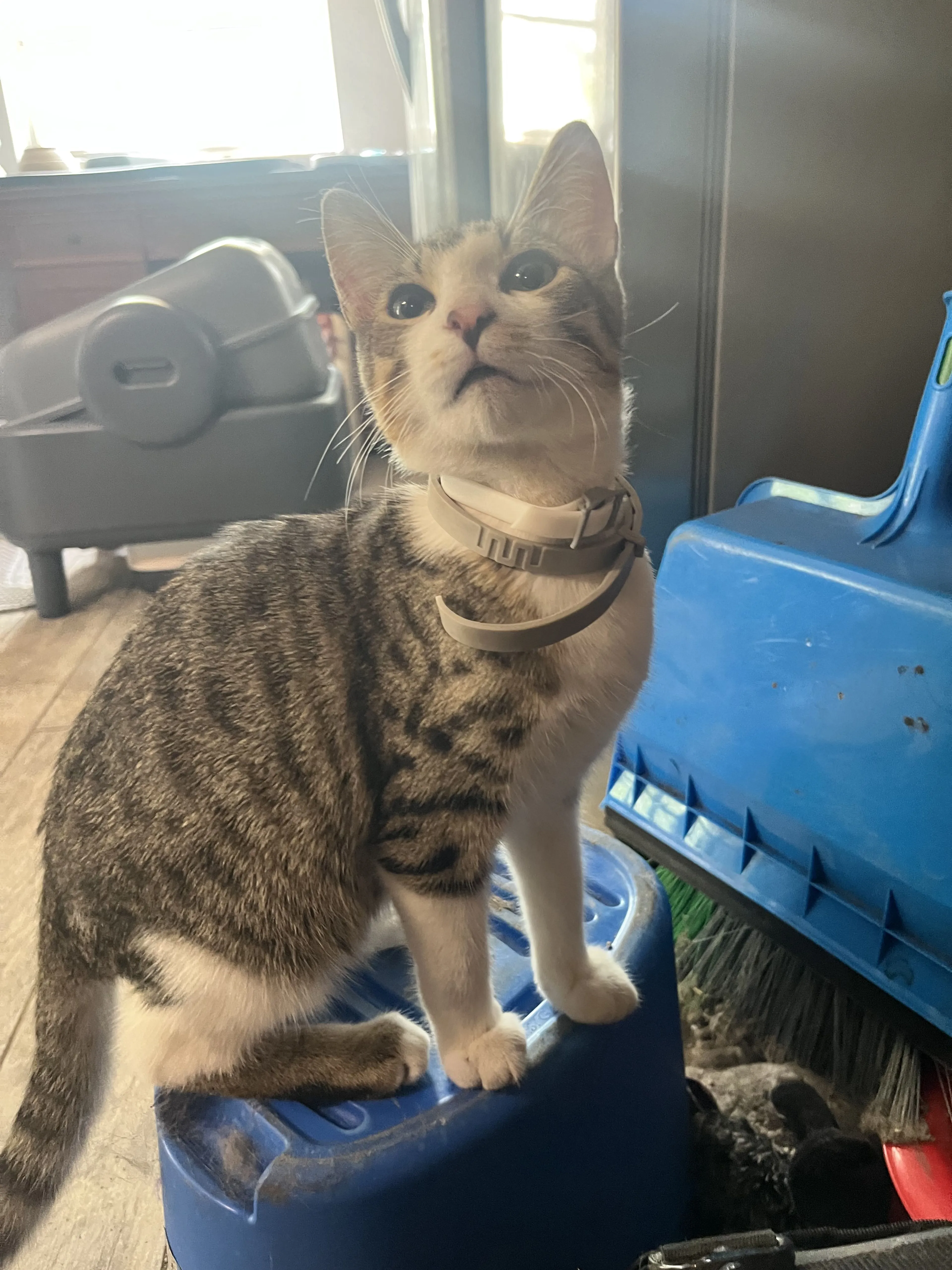 Lost pet-1