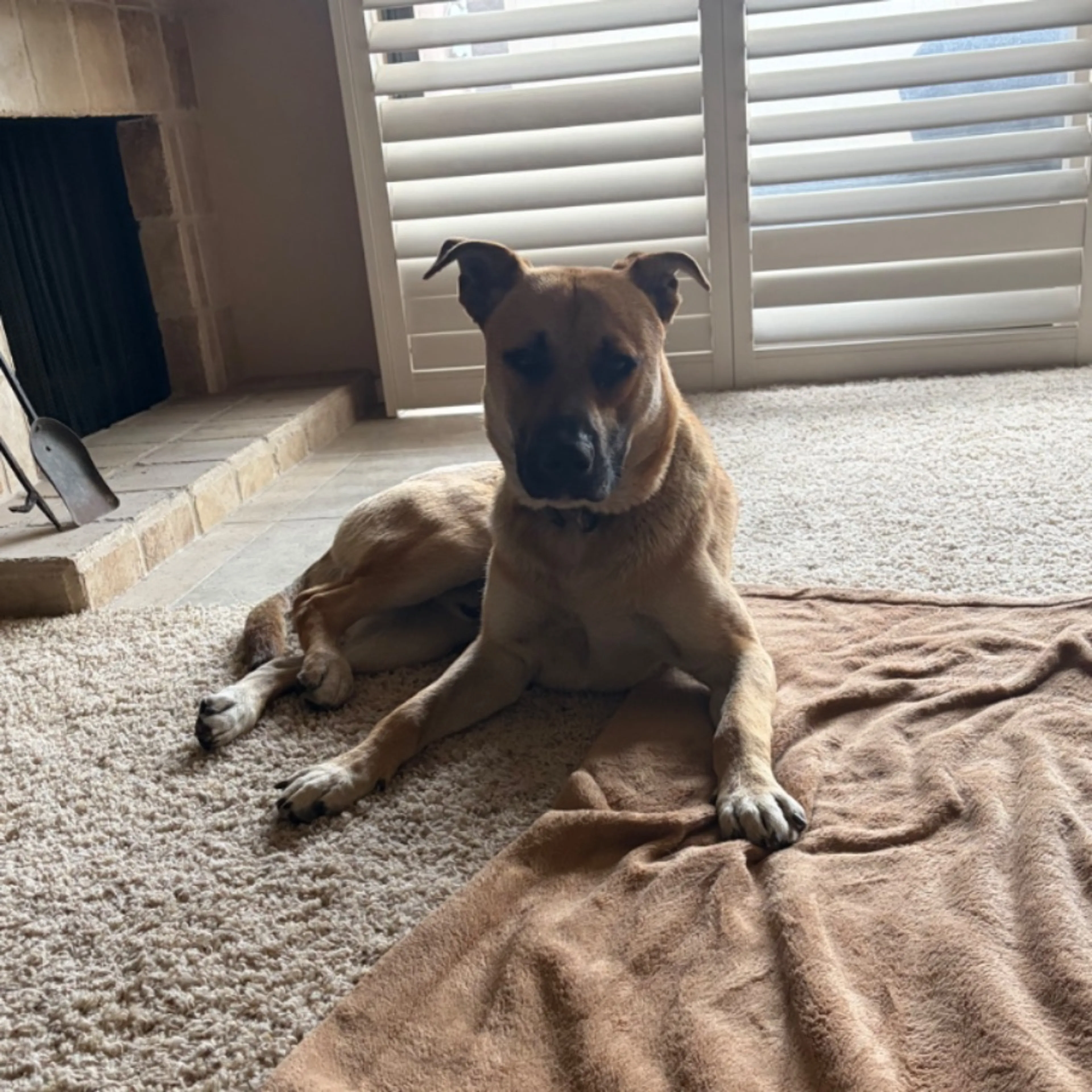 Found pet