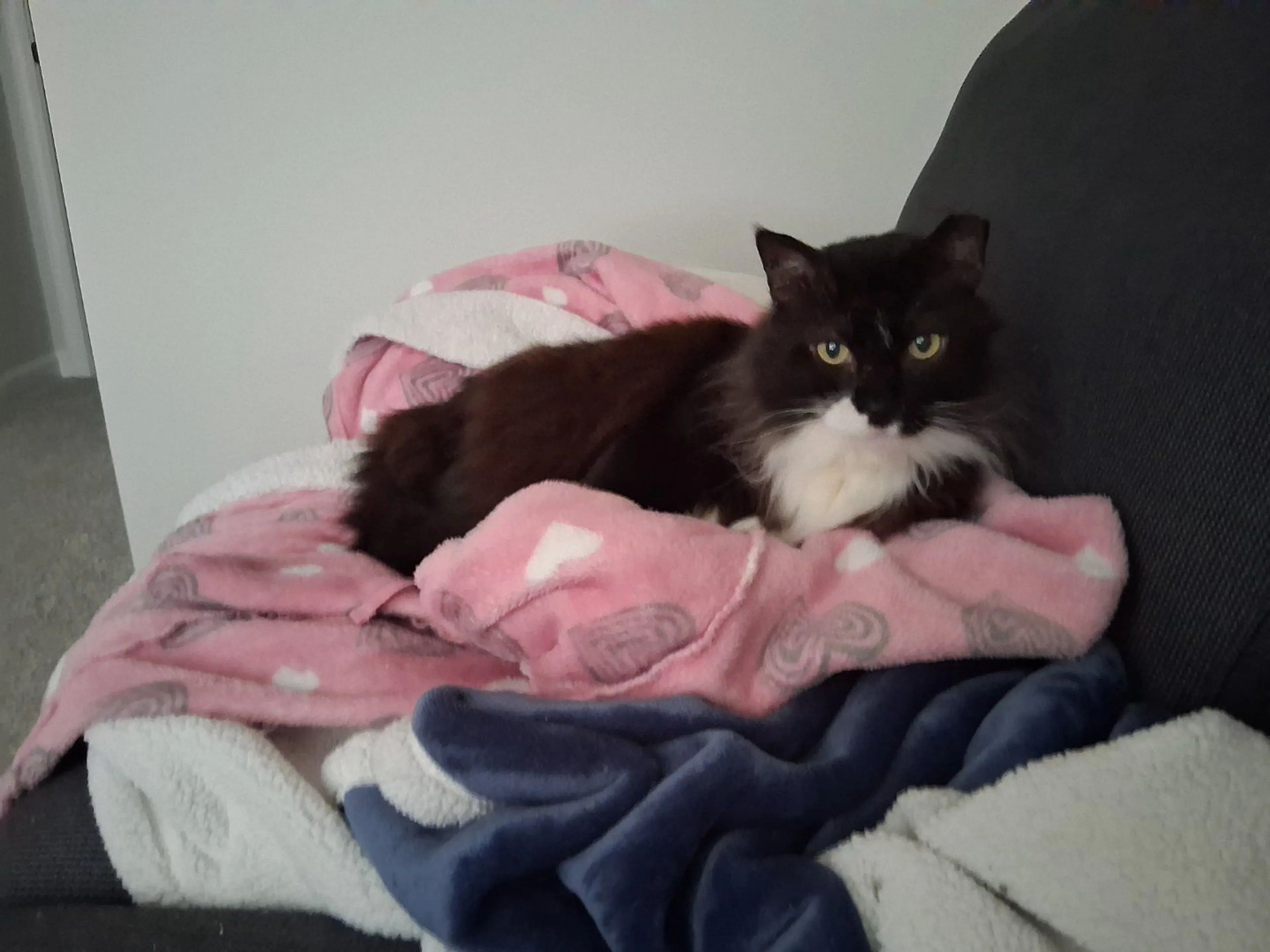 Lost pet-1