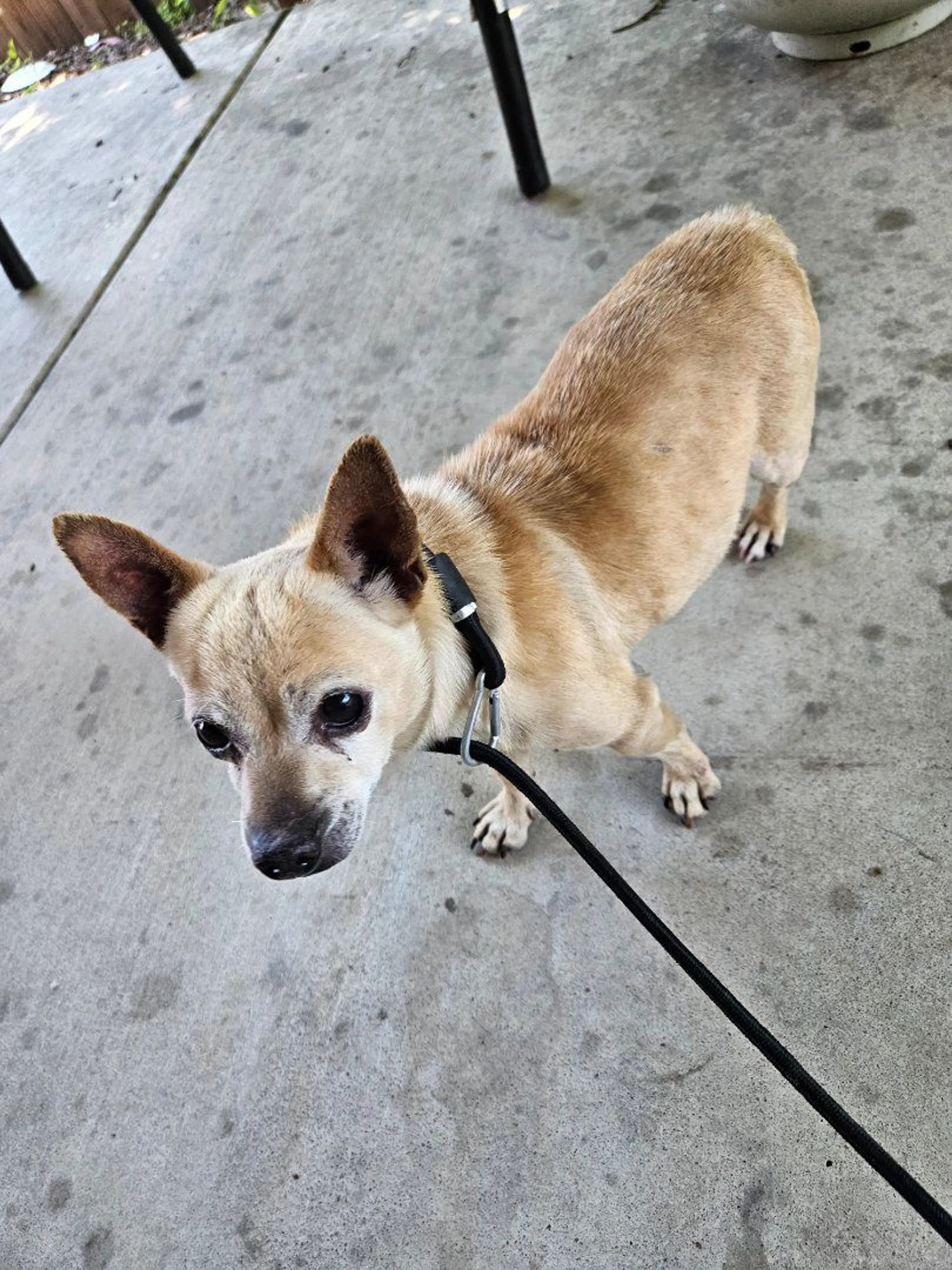 Lost pet