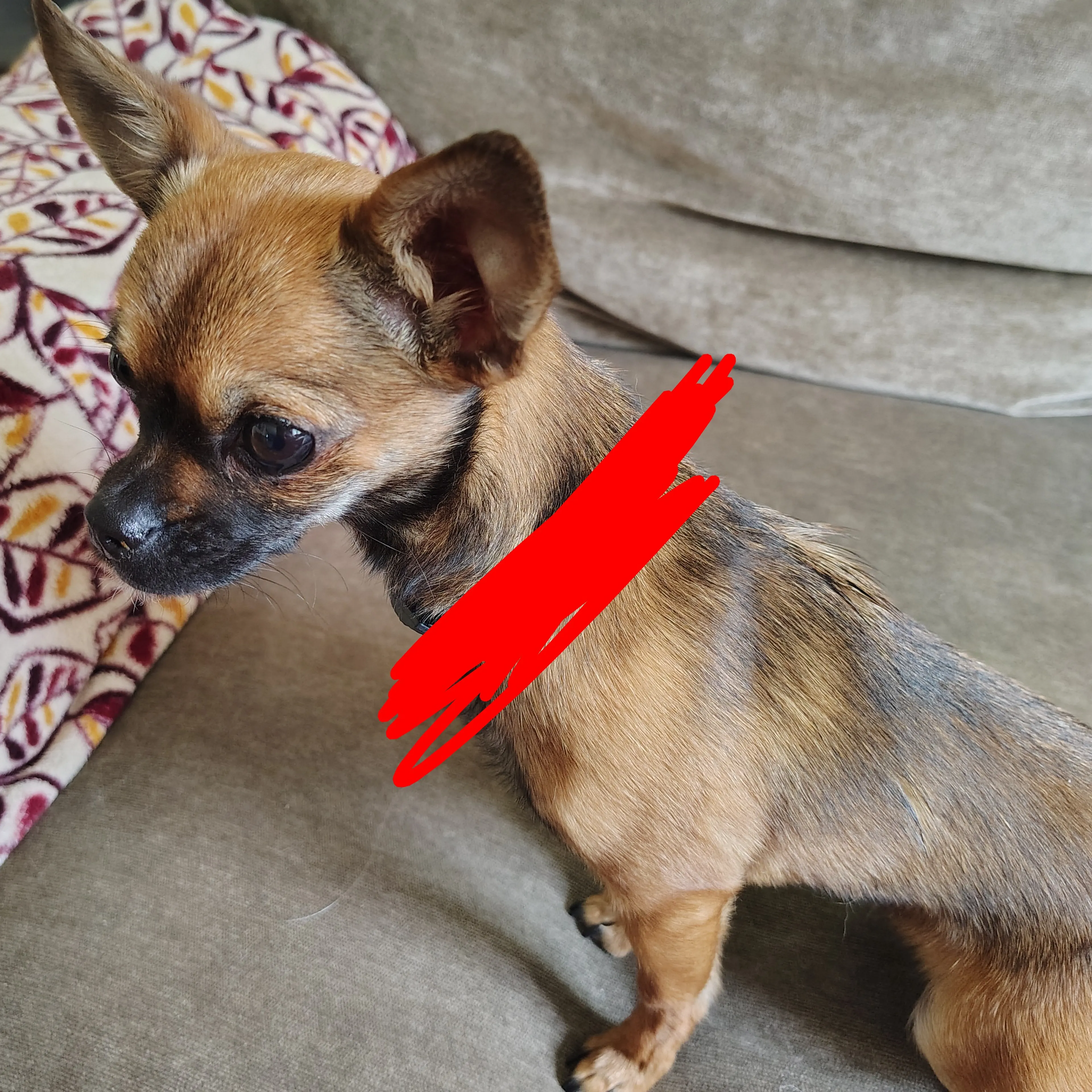 Found pet-1