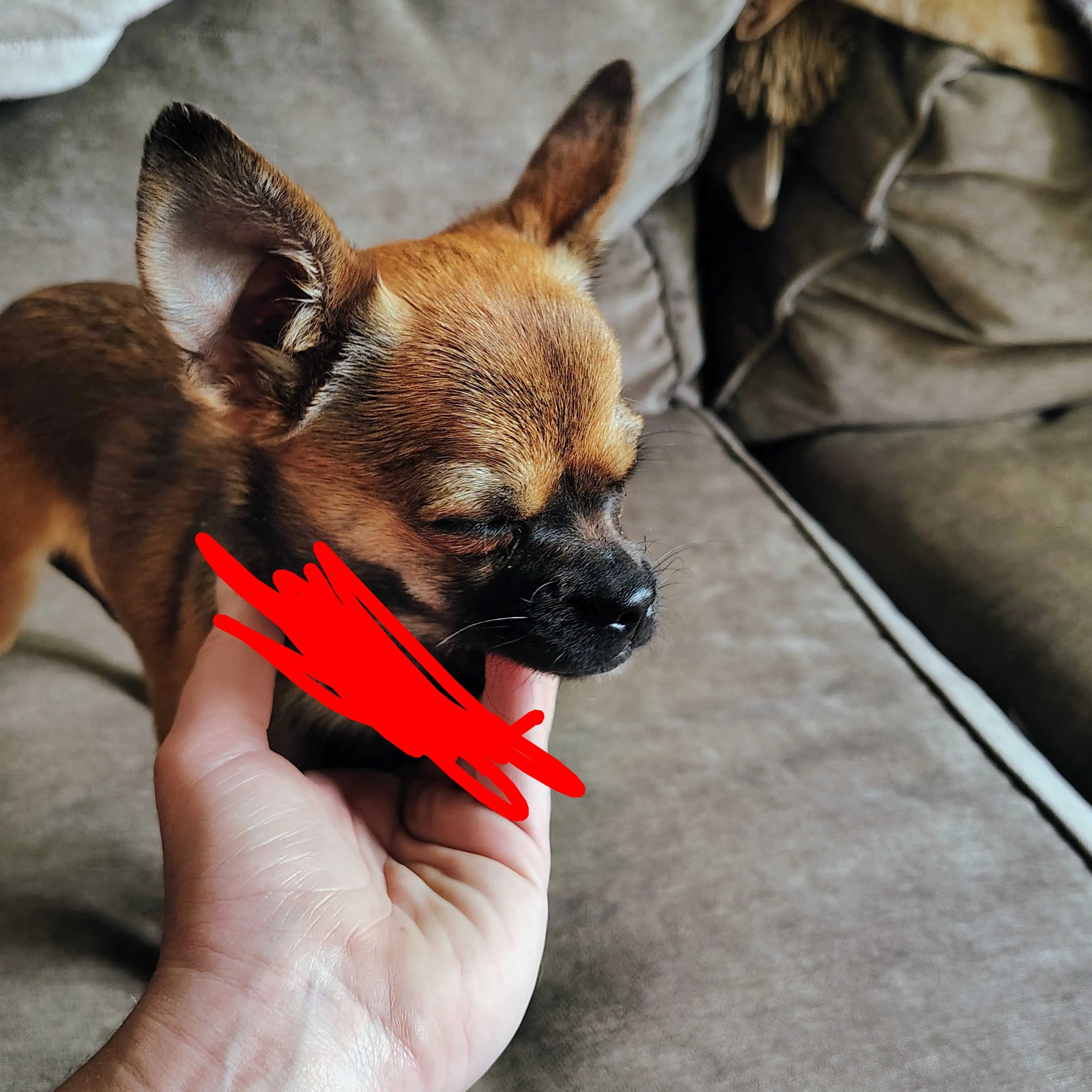 Found pet-2