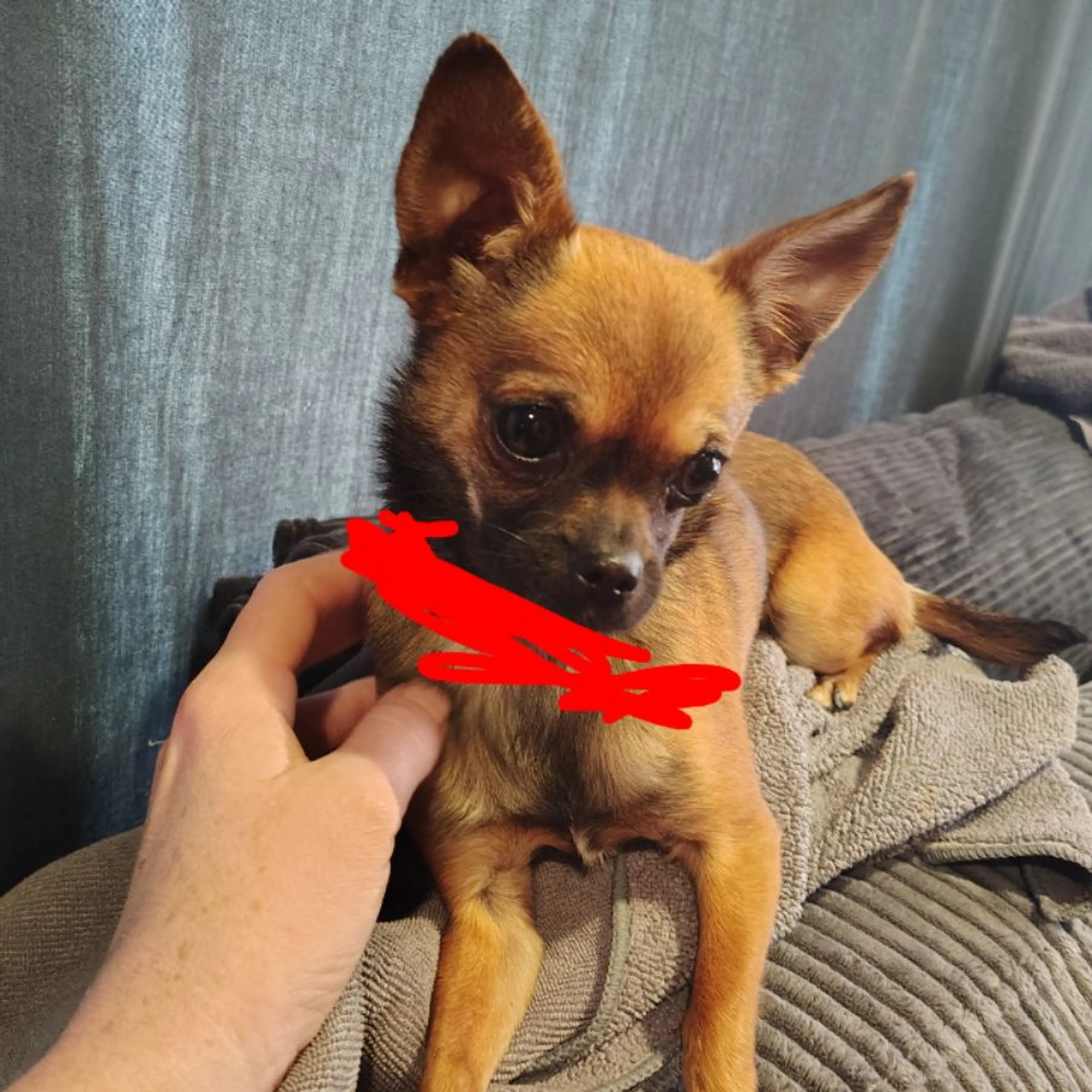 Found pet-0