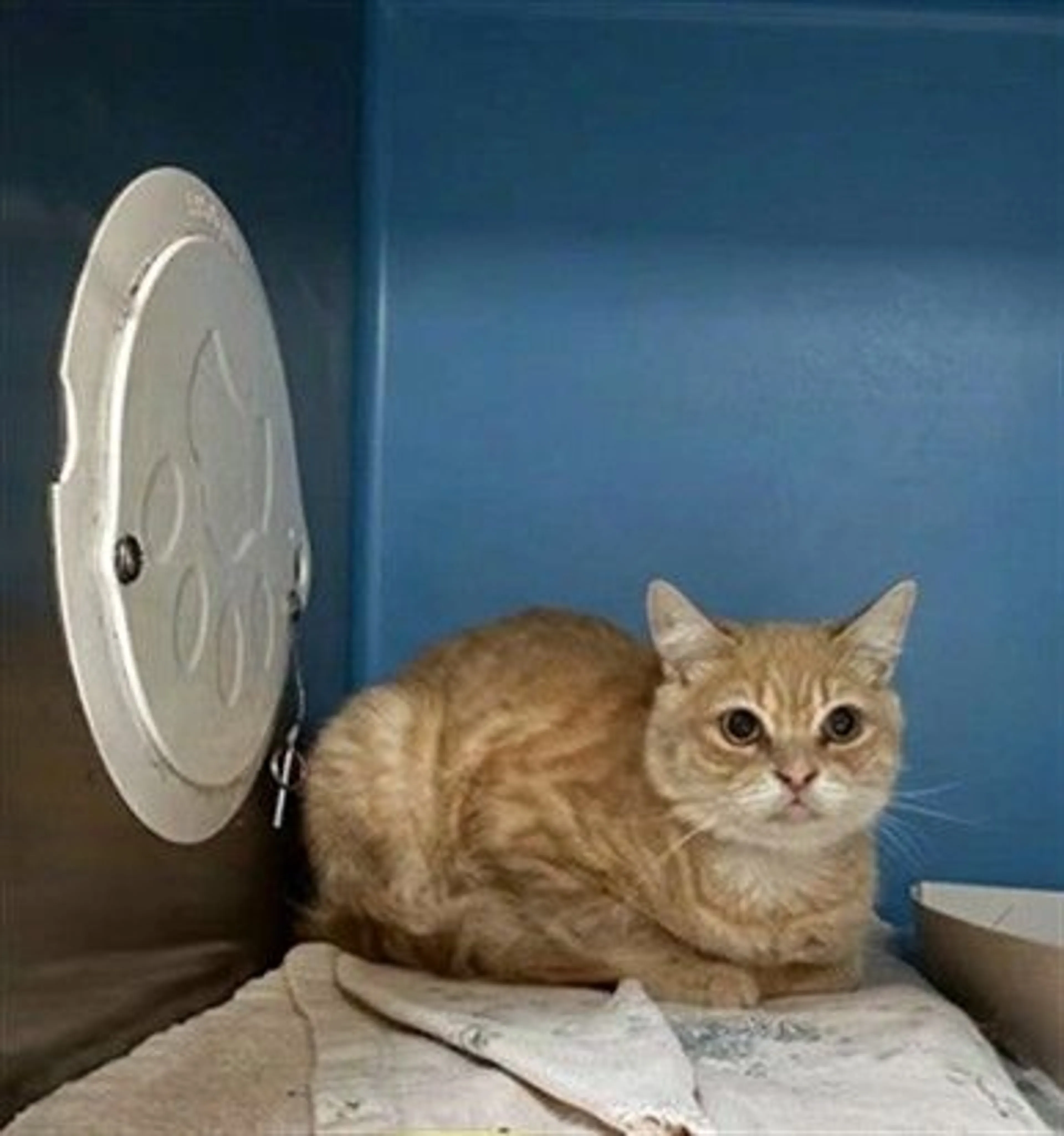 Found pet