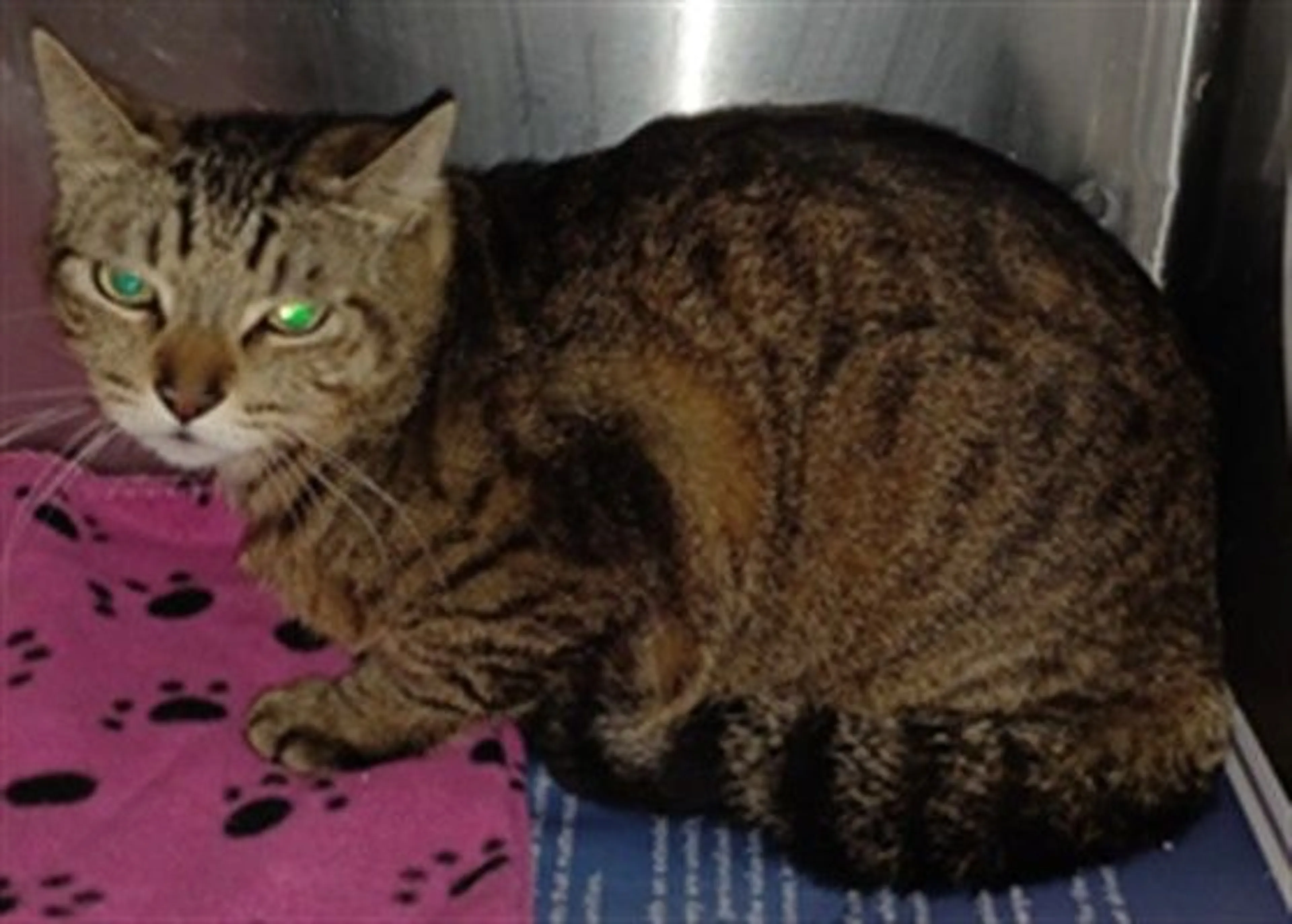 Found pet