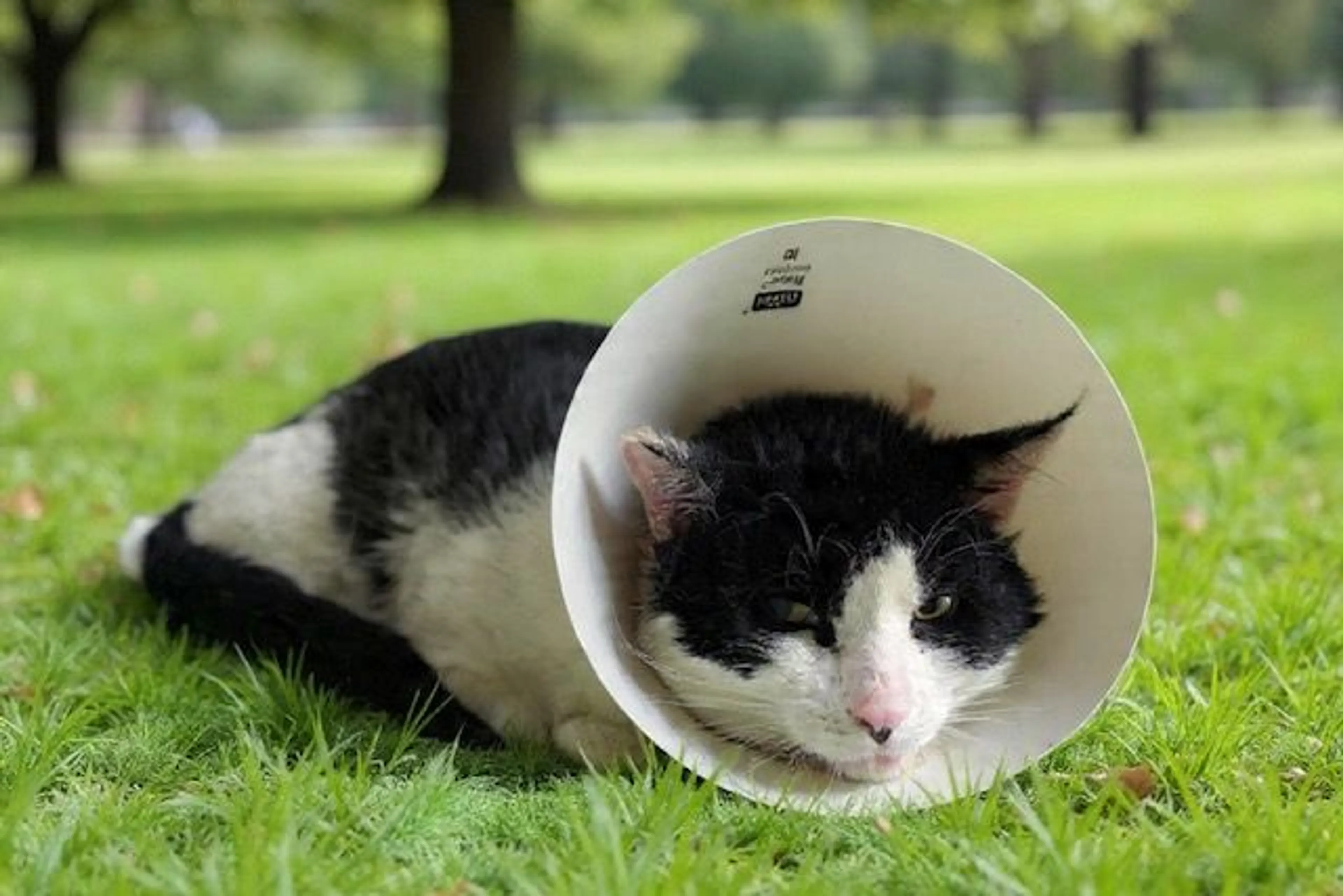 Found pet