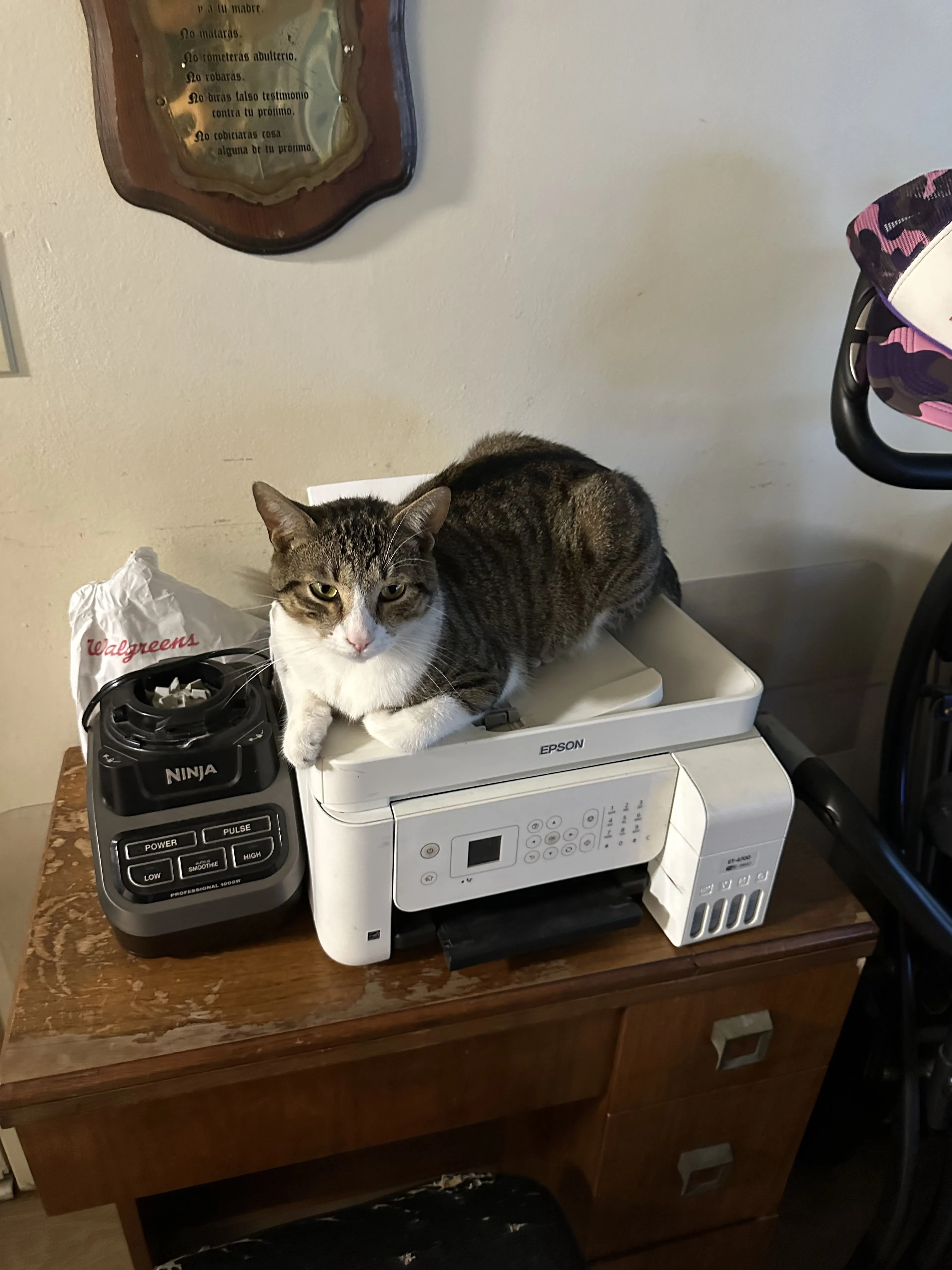Lost pet