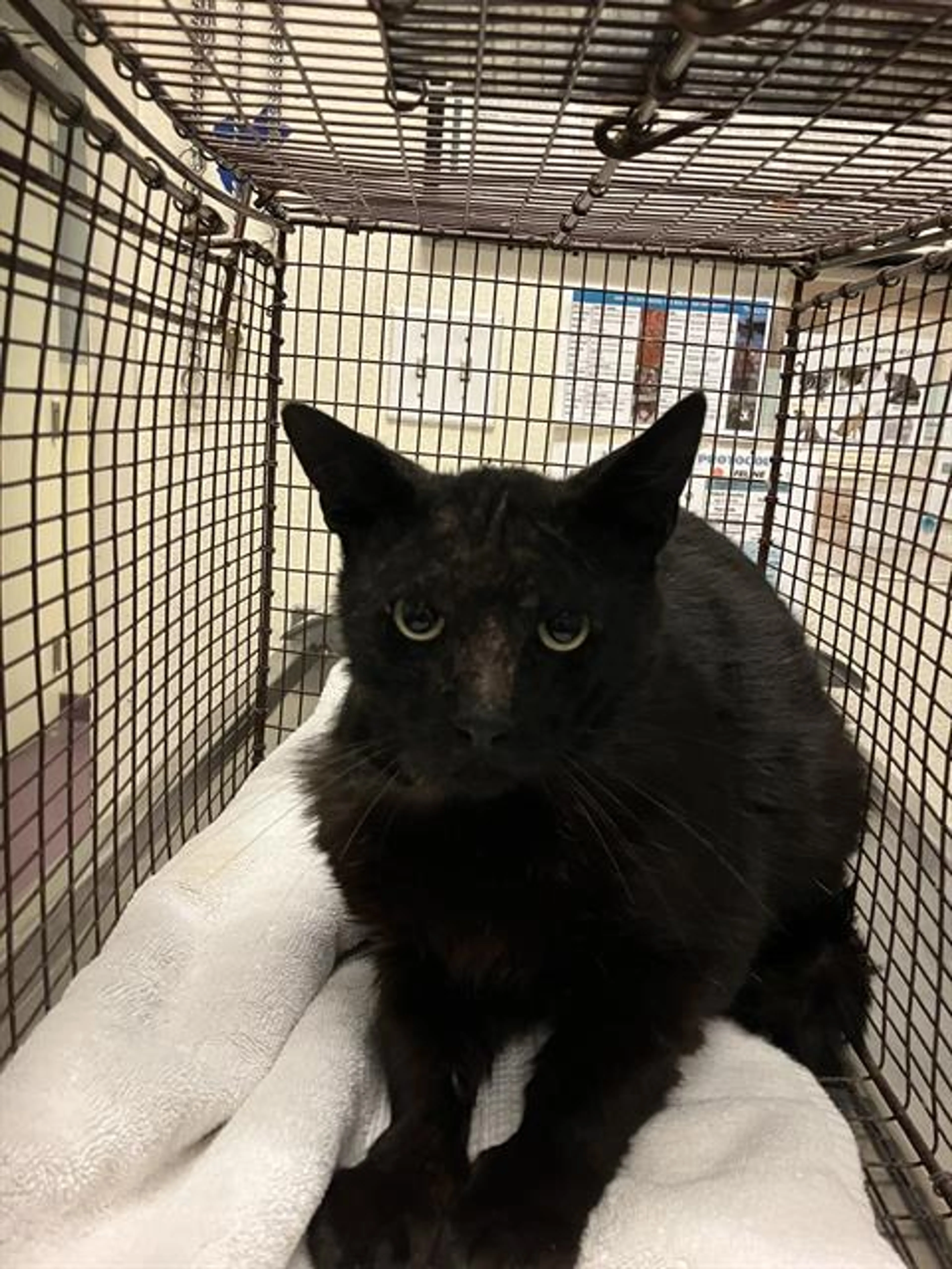 Found pet