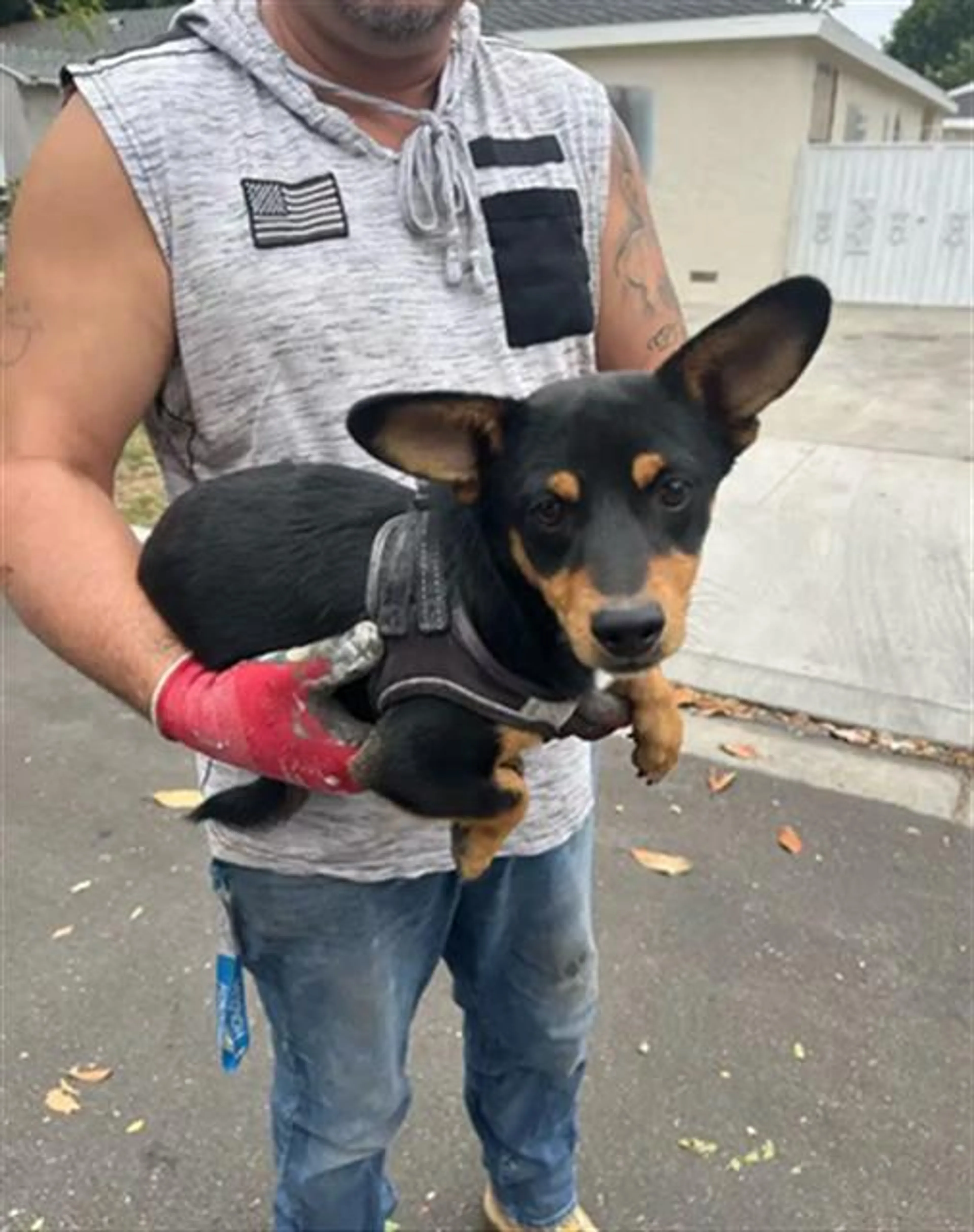Found pet