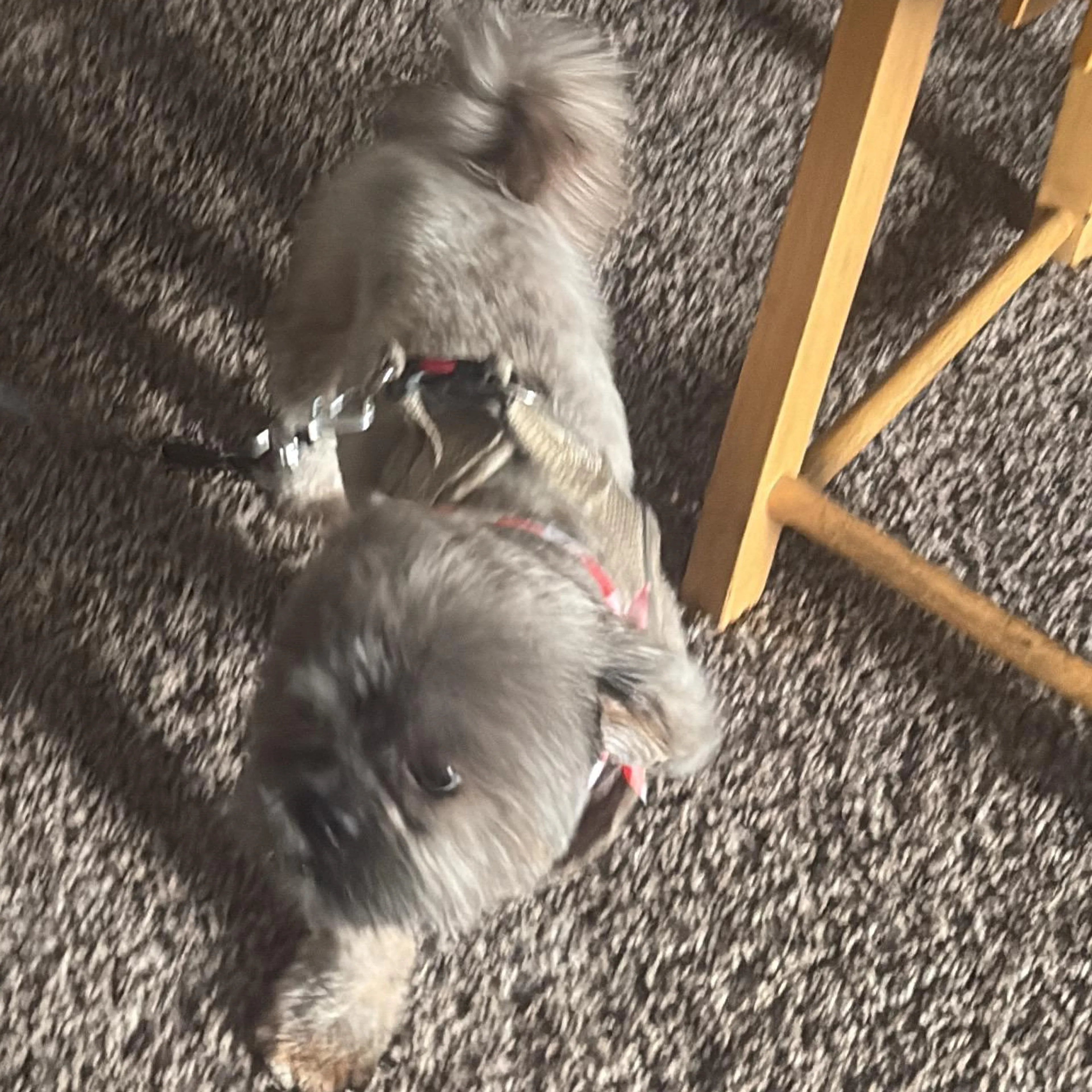 Lost pet-1