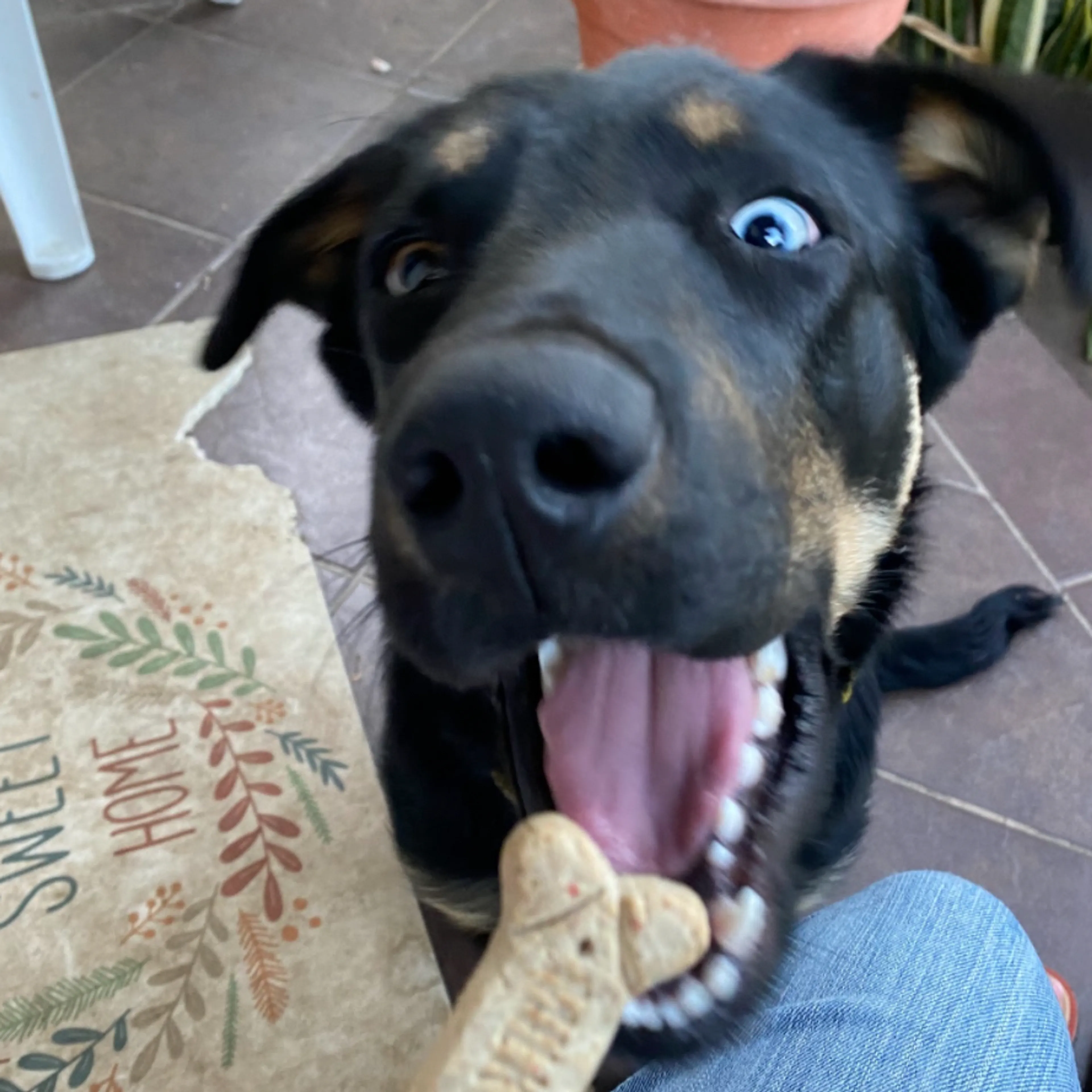 Lost pet-1