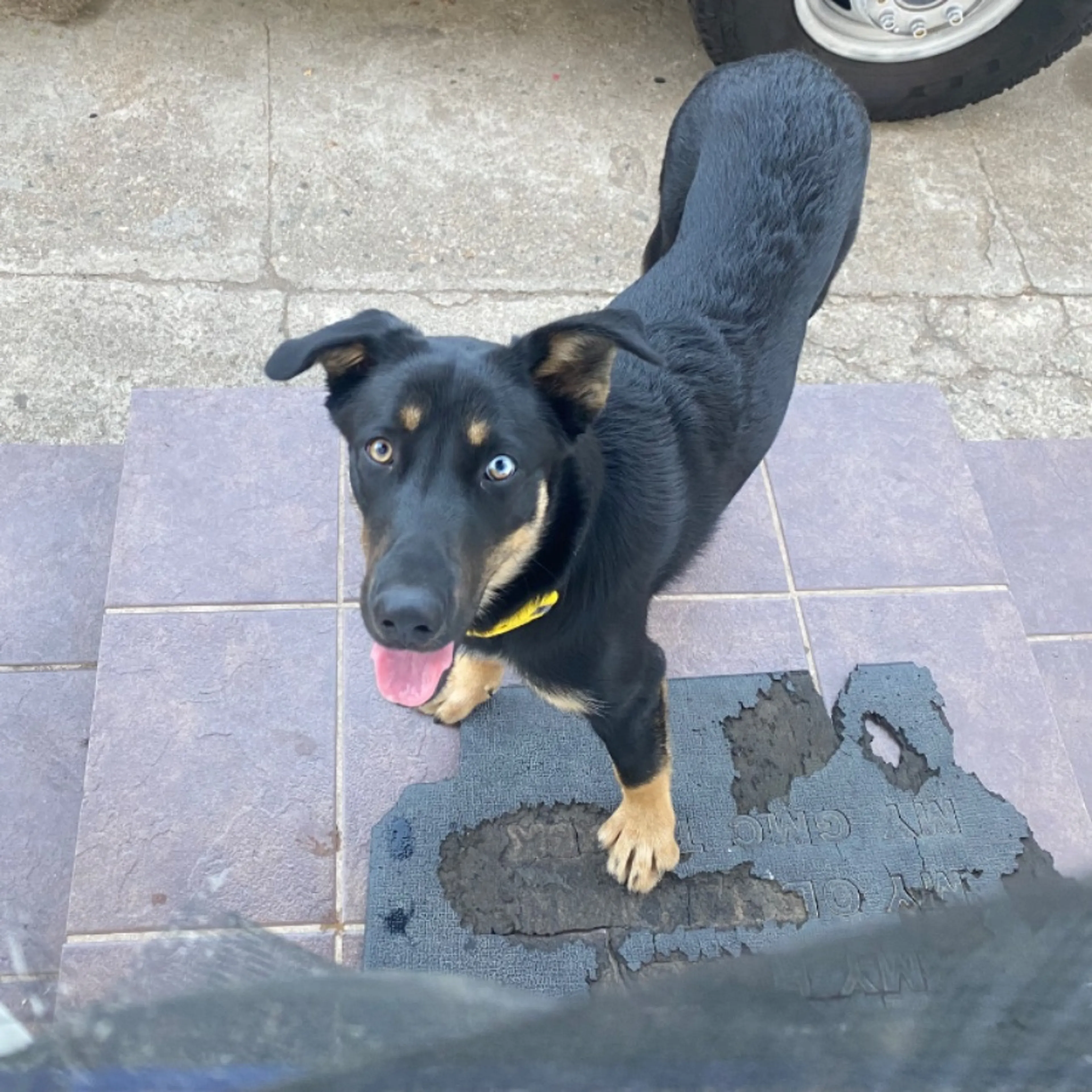 Lost pet-0