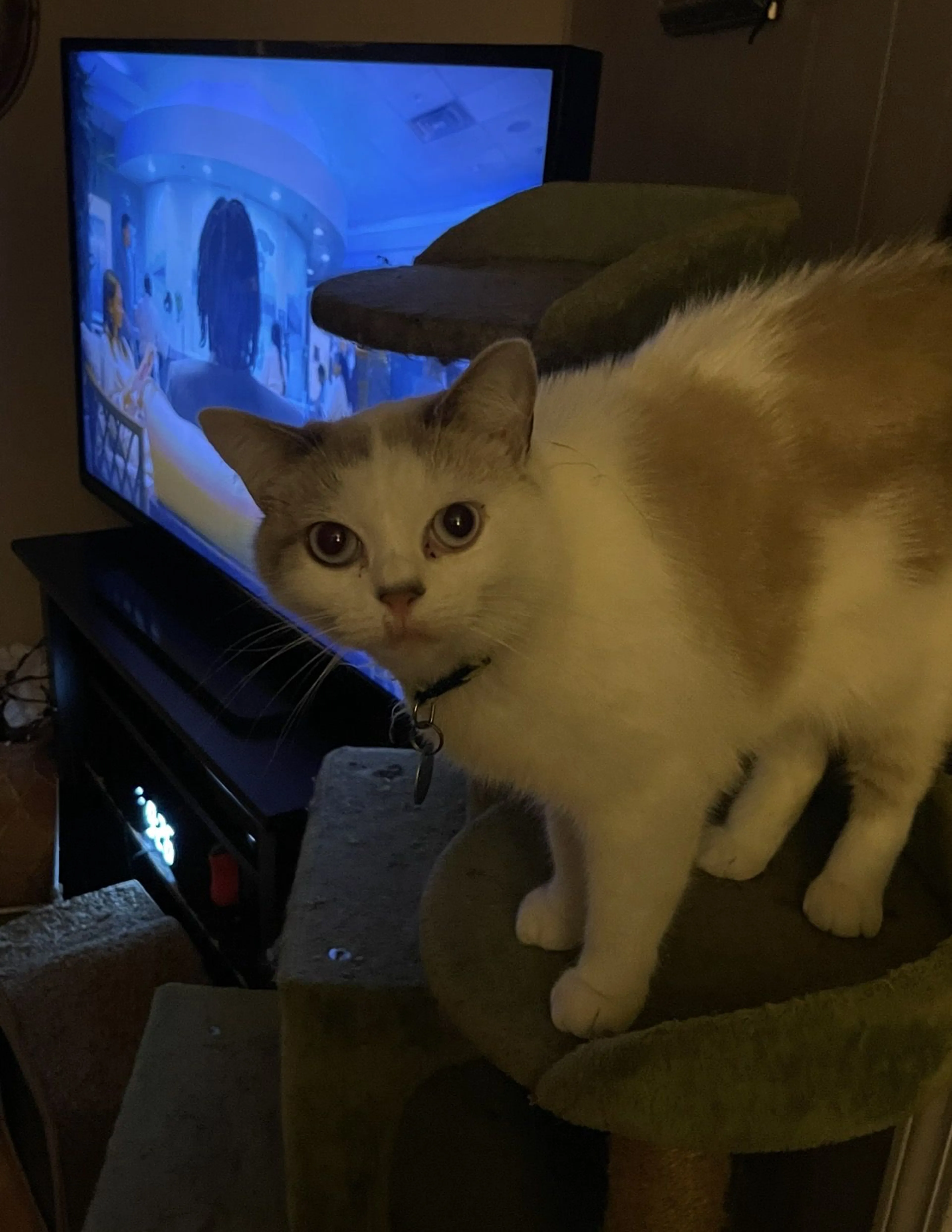 Lost pet