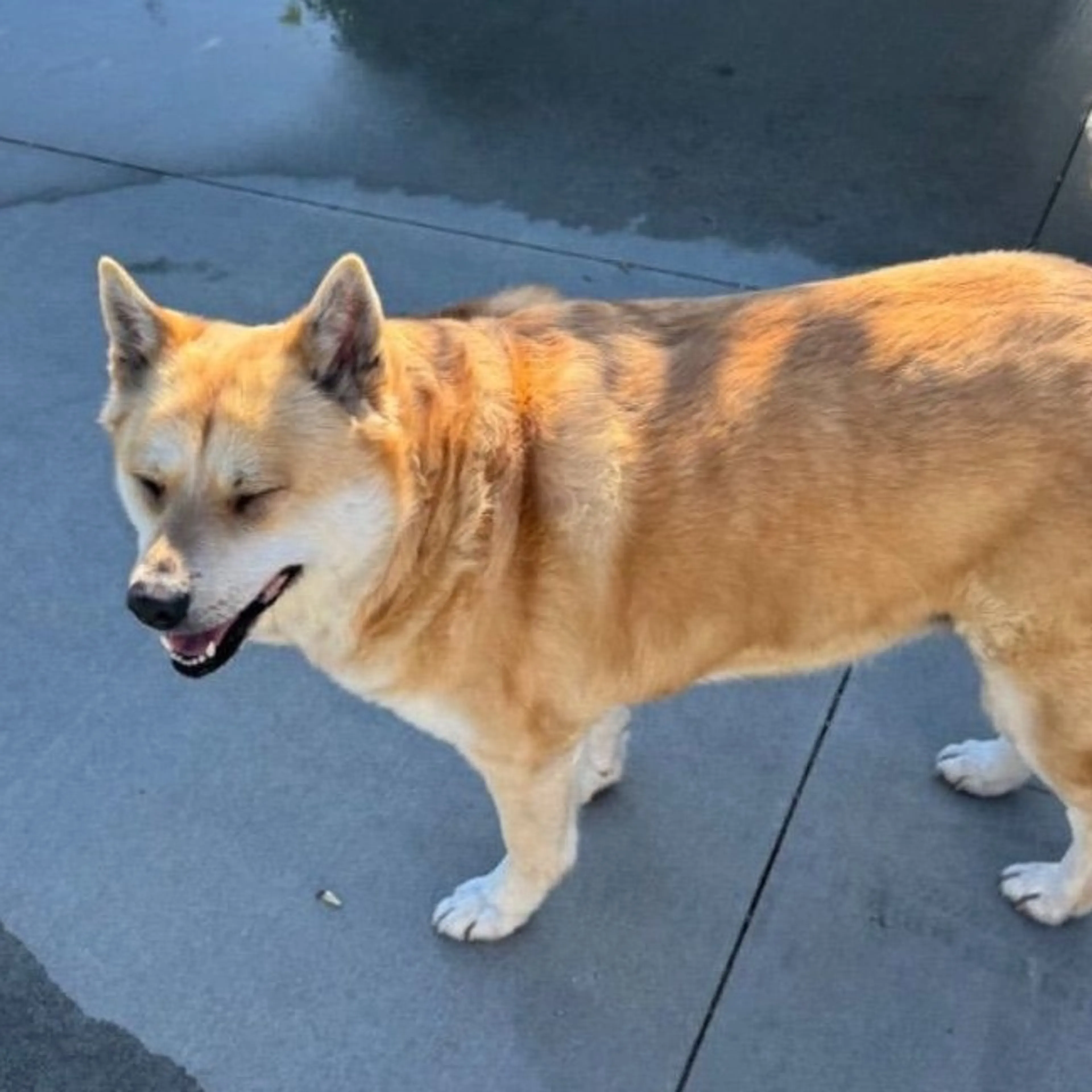 Lost pet-0