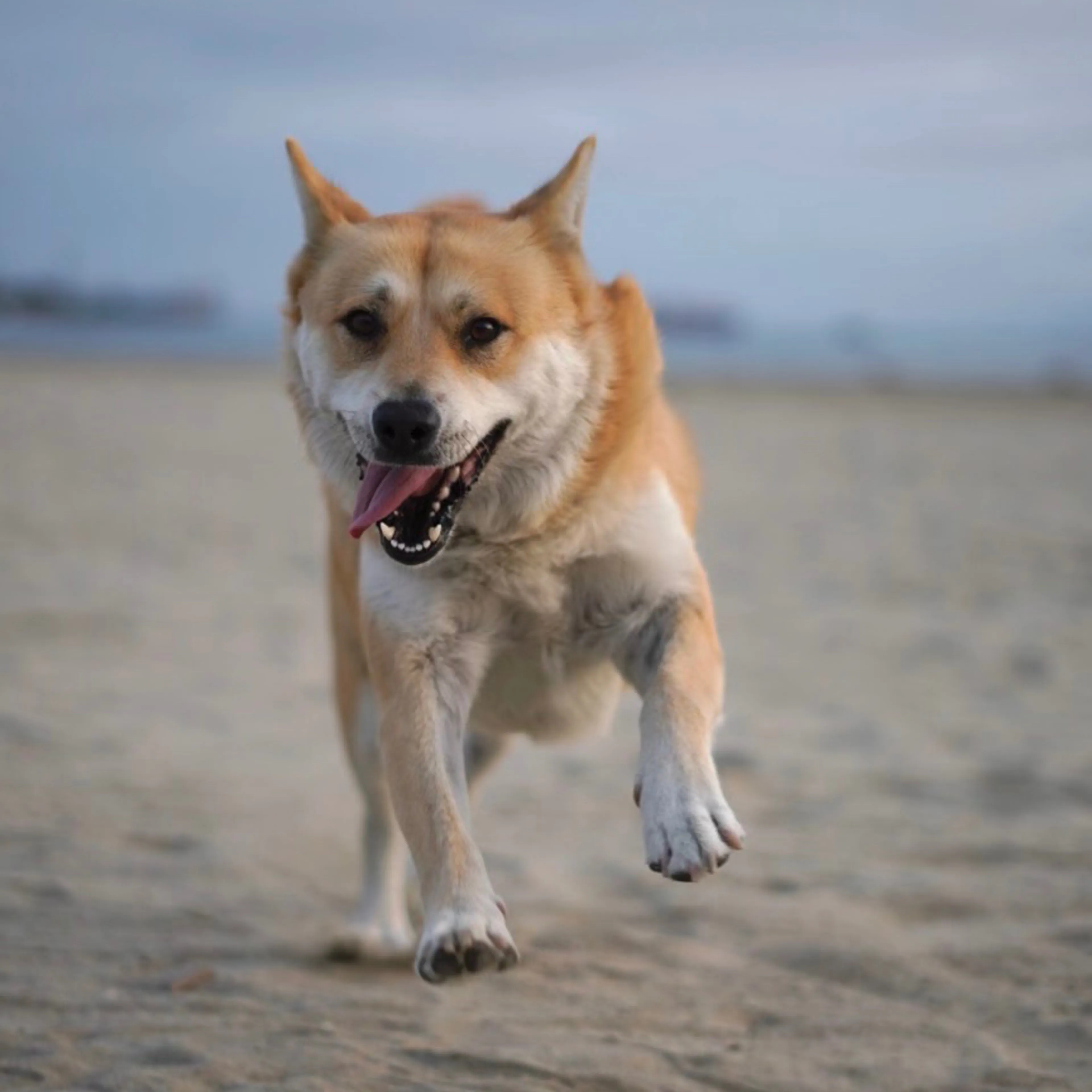 Lost pet-1