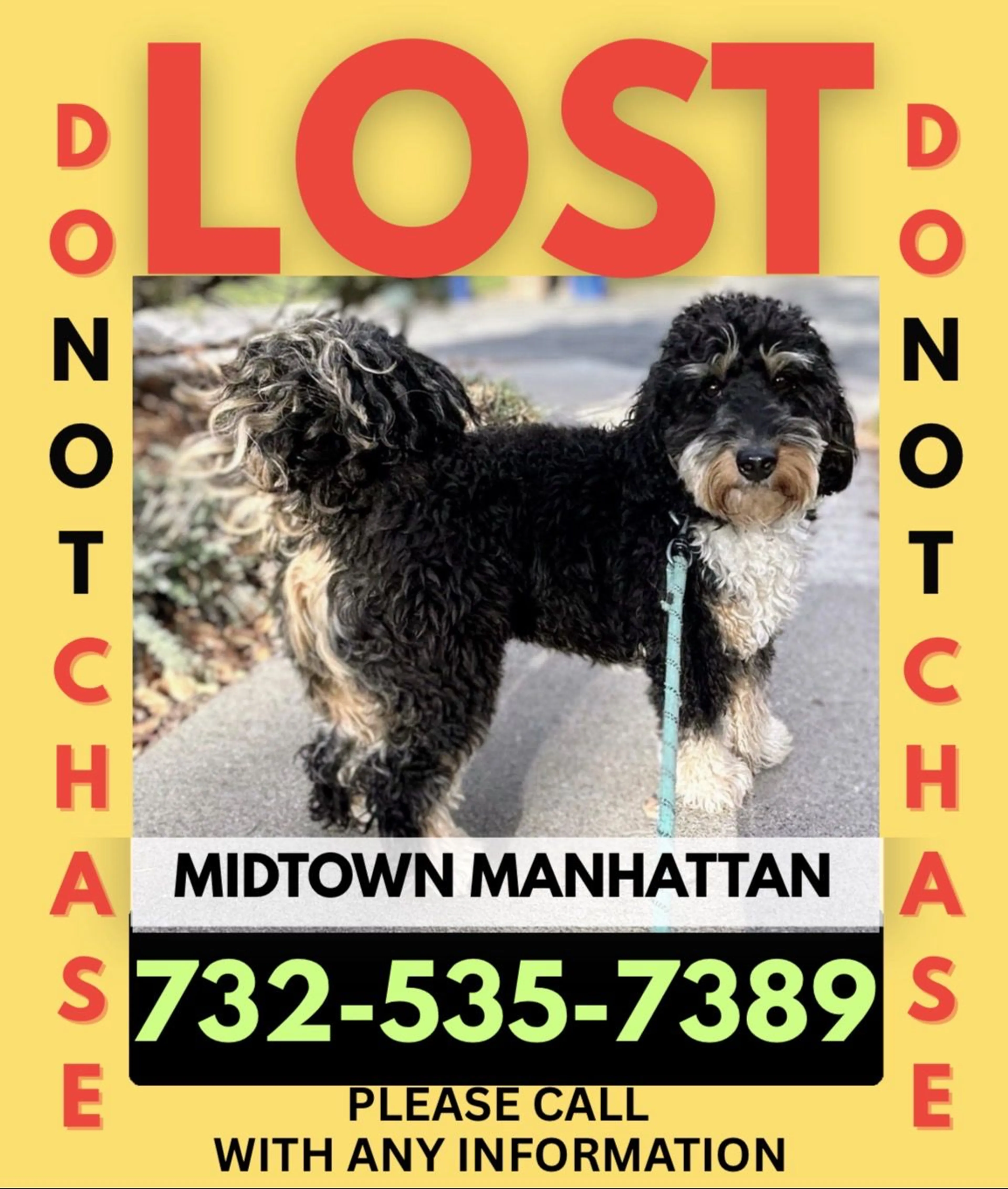 Lost pet