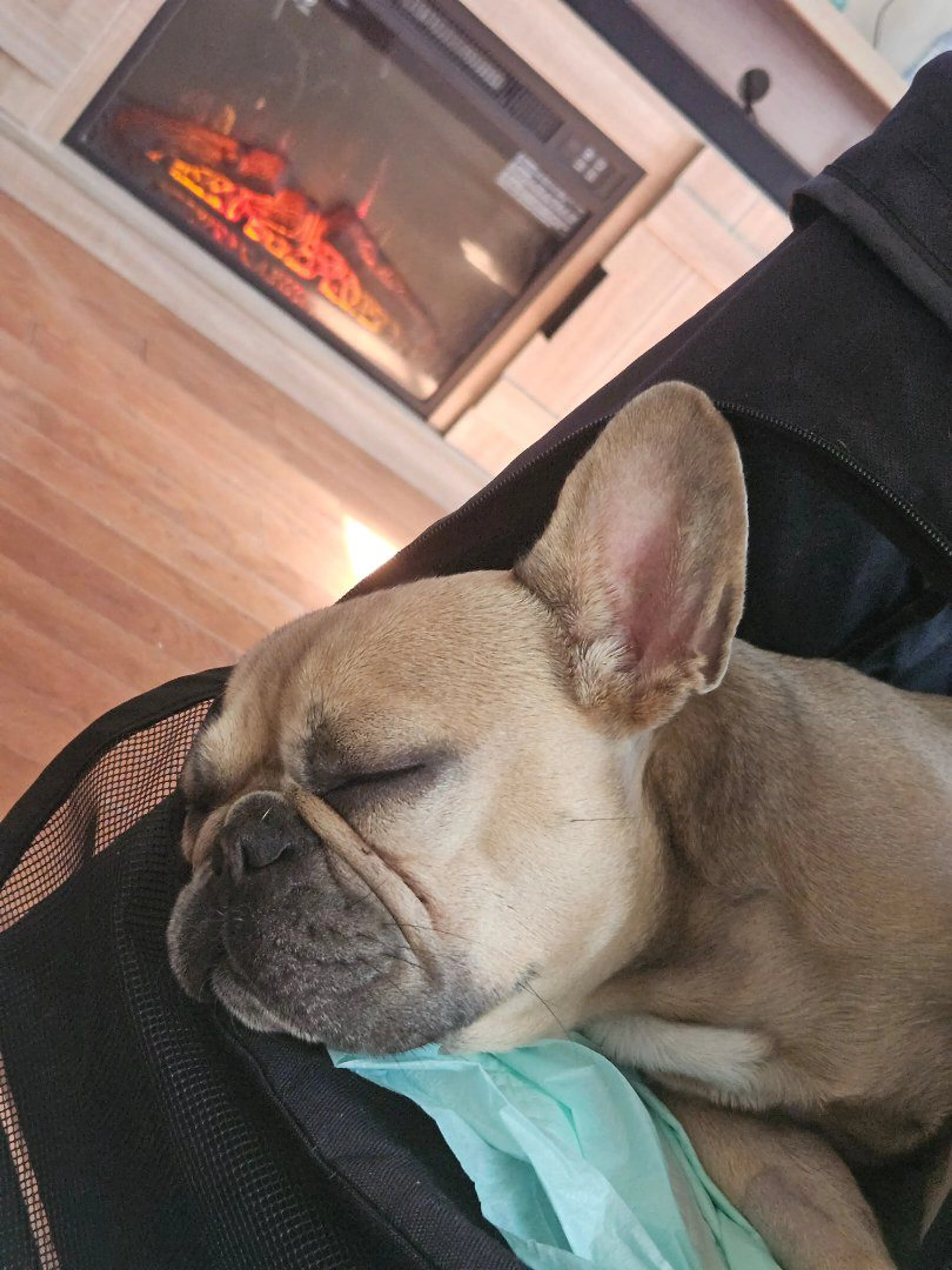 Lost pet-2