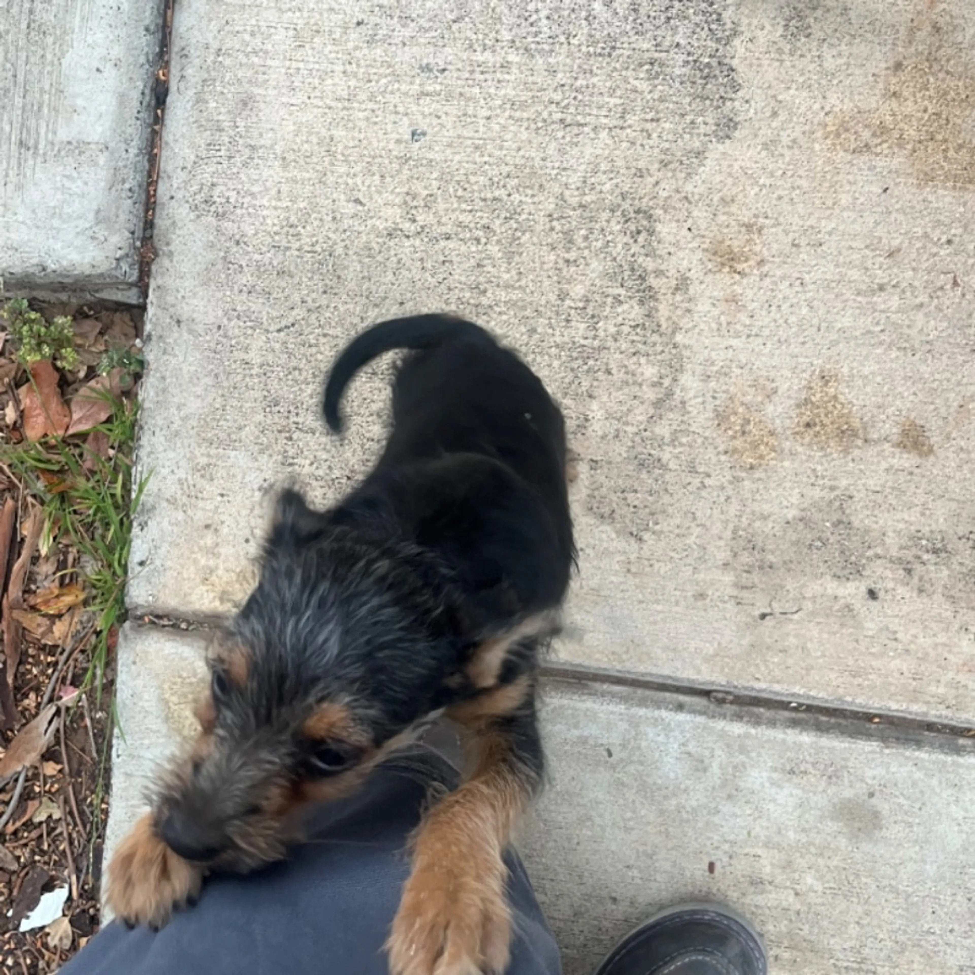 Found pet