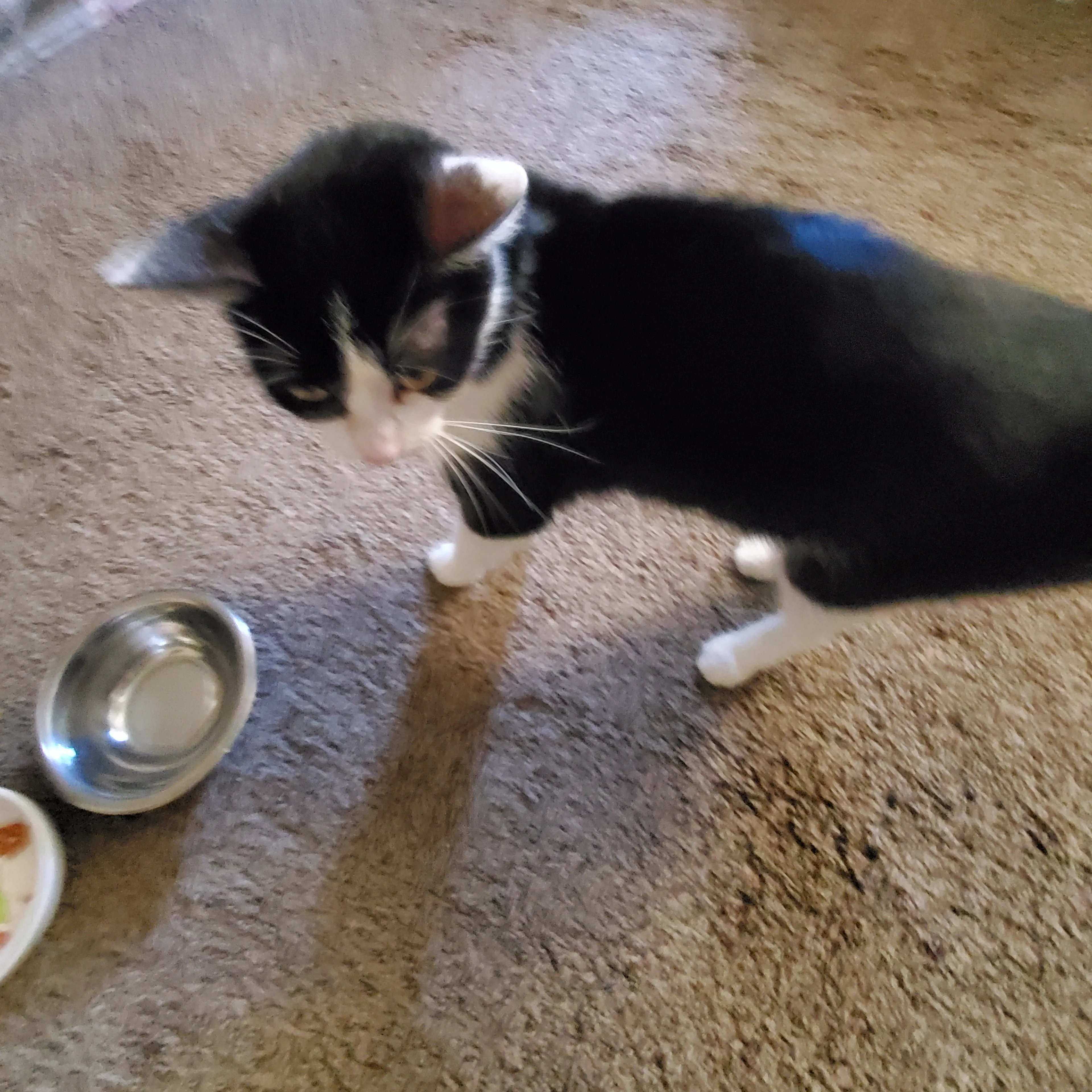 Lost pet-2