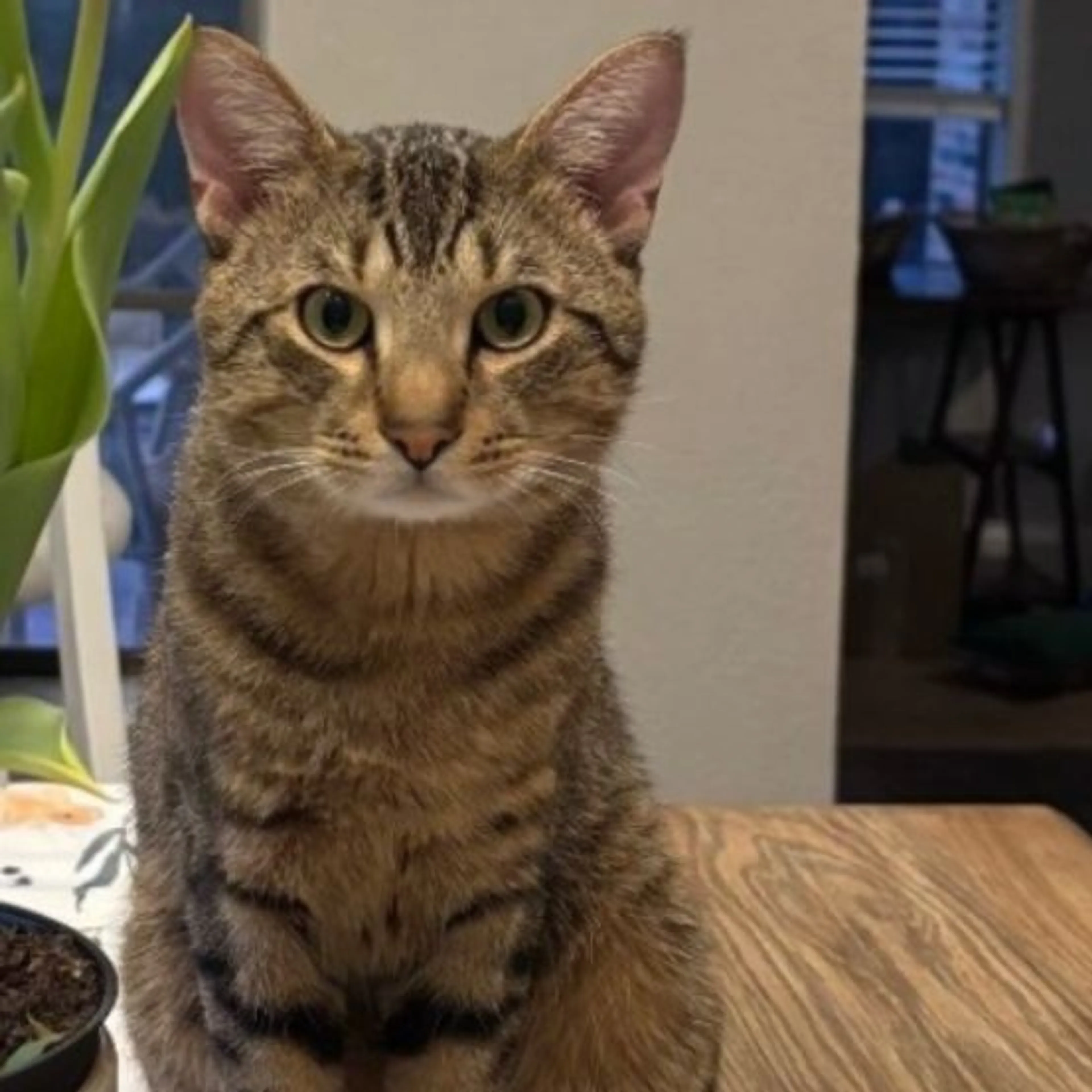 Lost pet