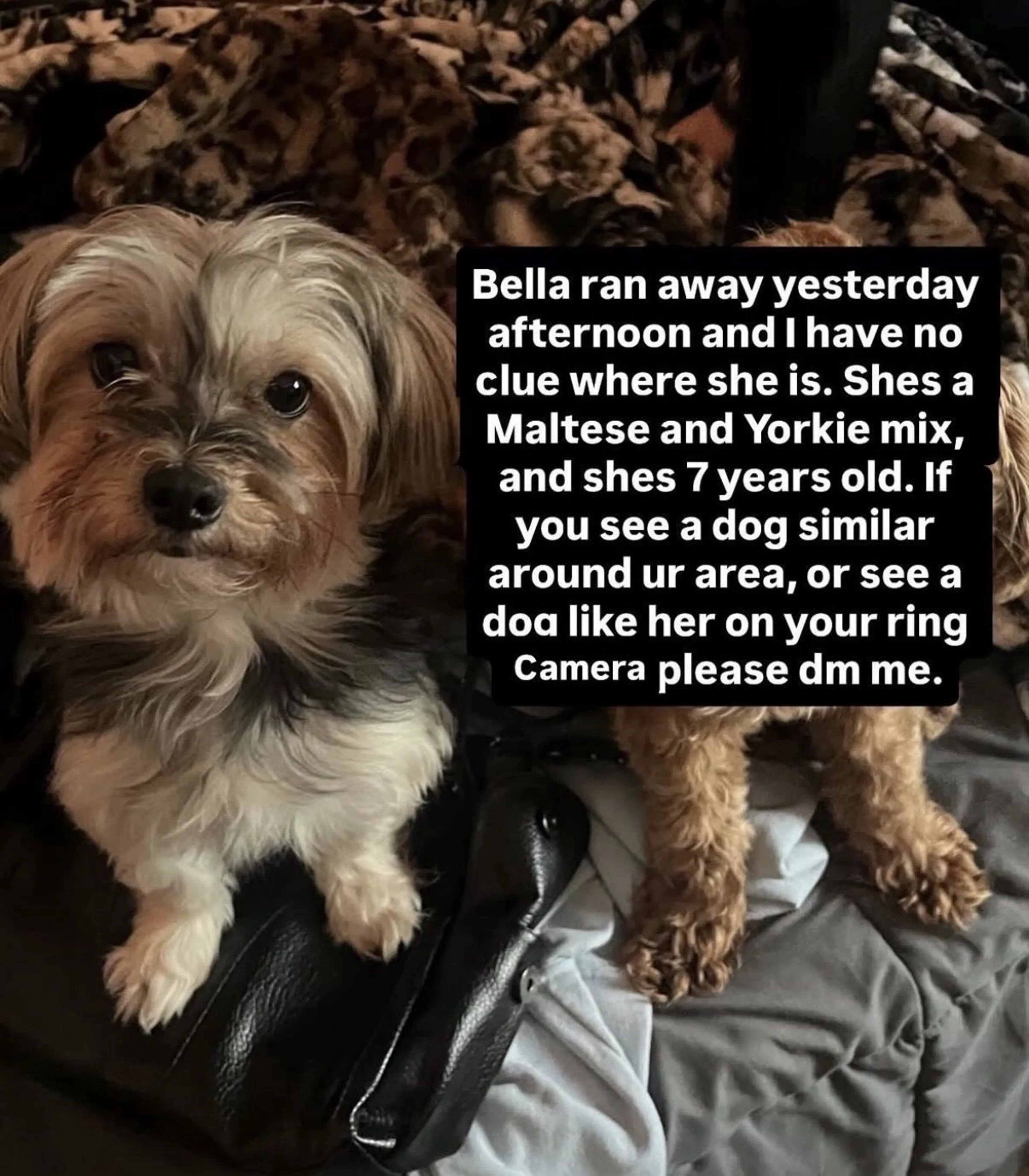 Lost pet