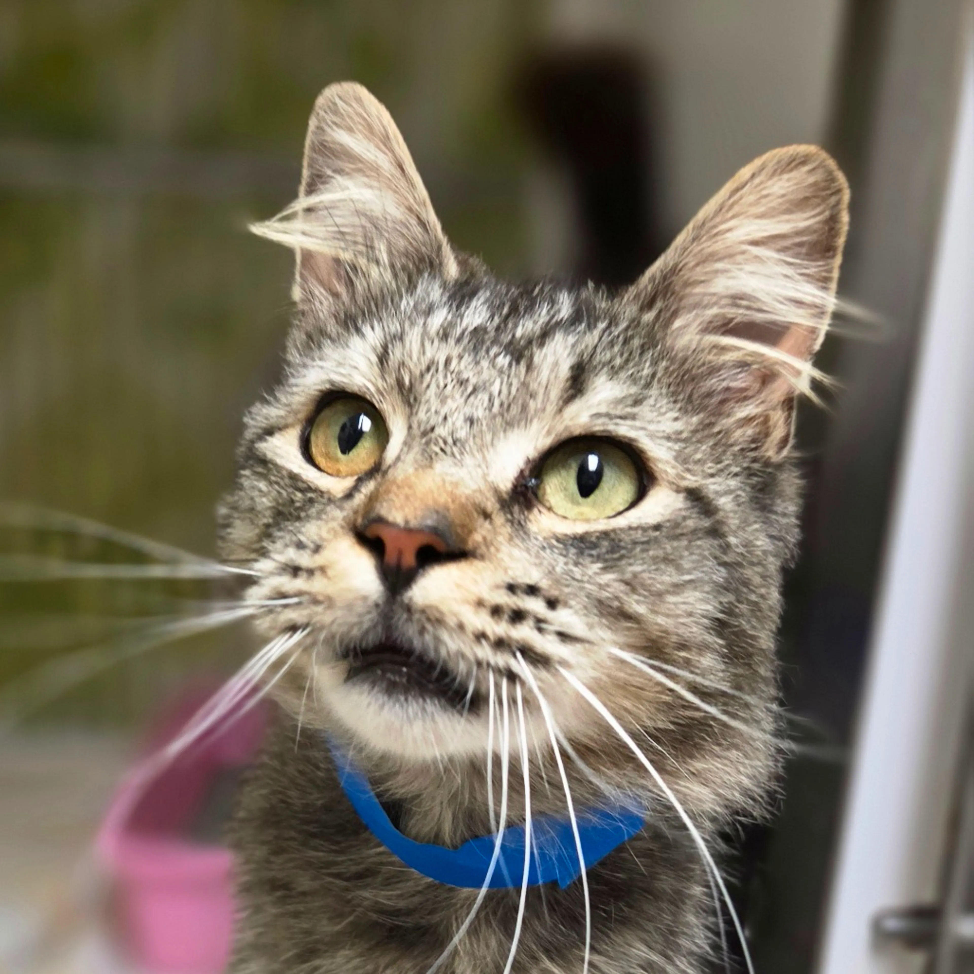 Found pet-1