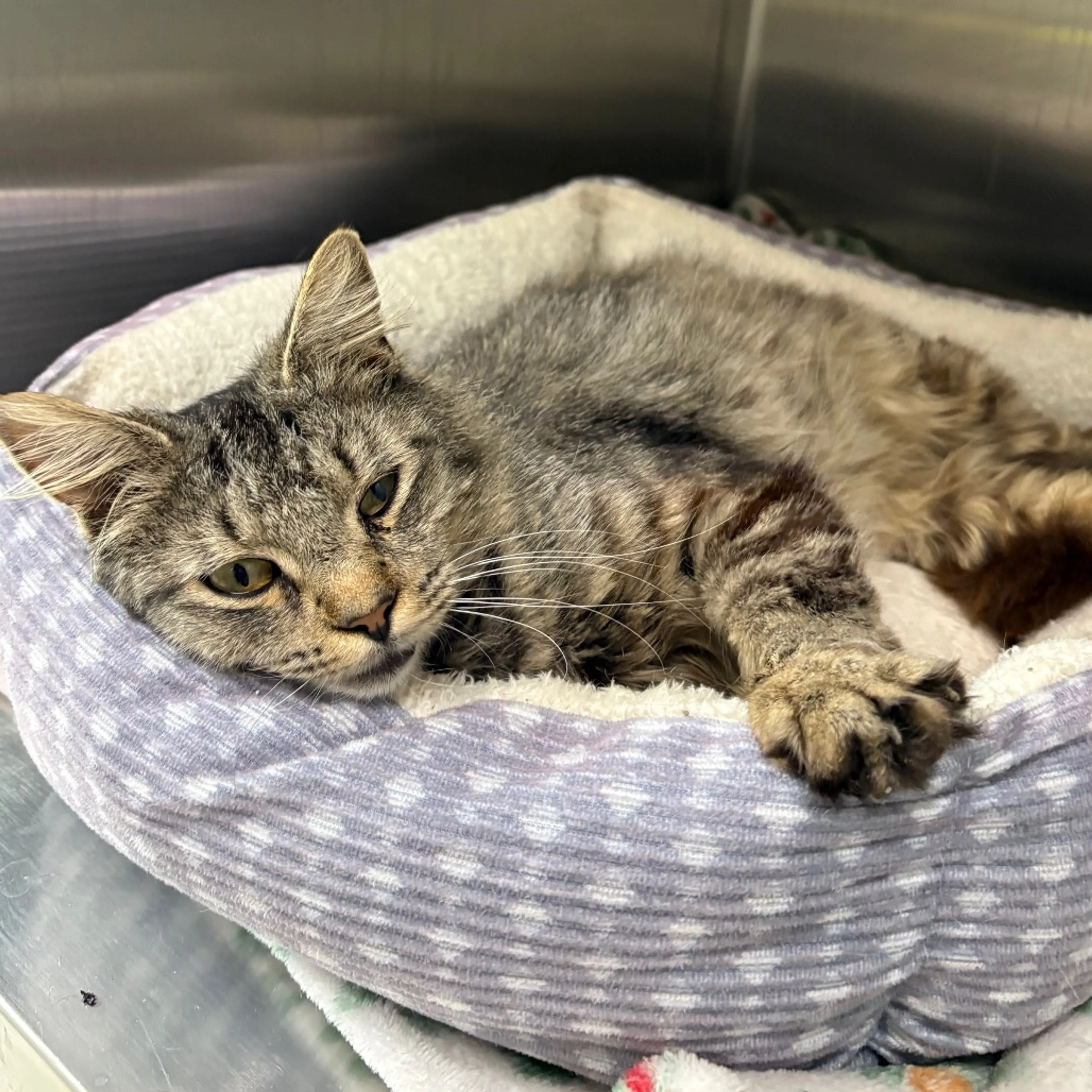 Found pet-2