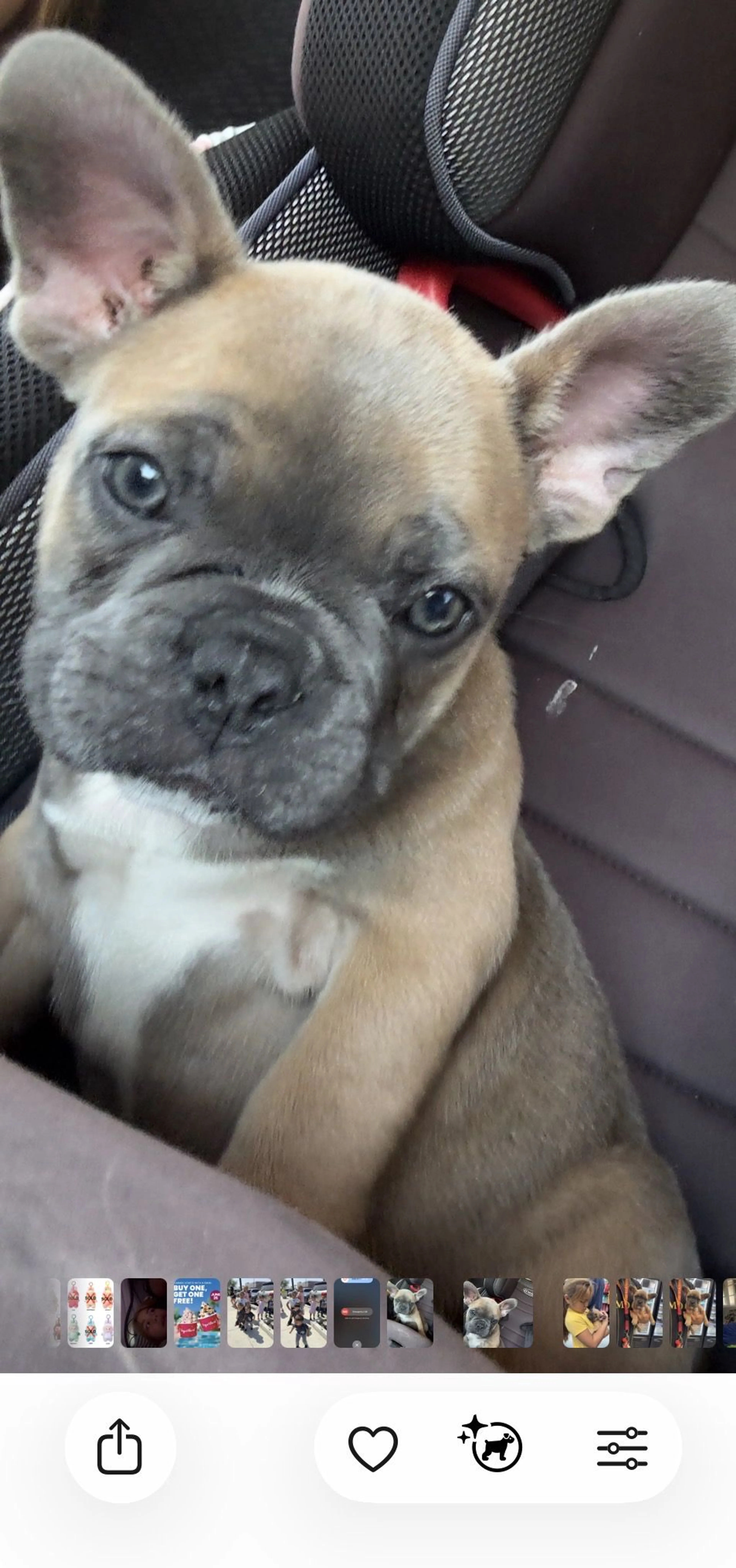 Lost pet-2