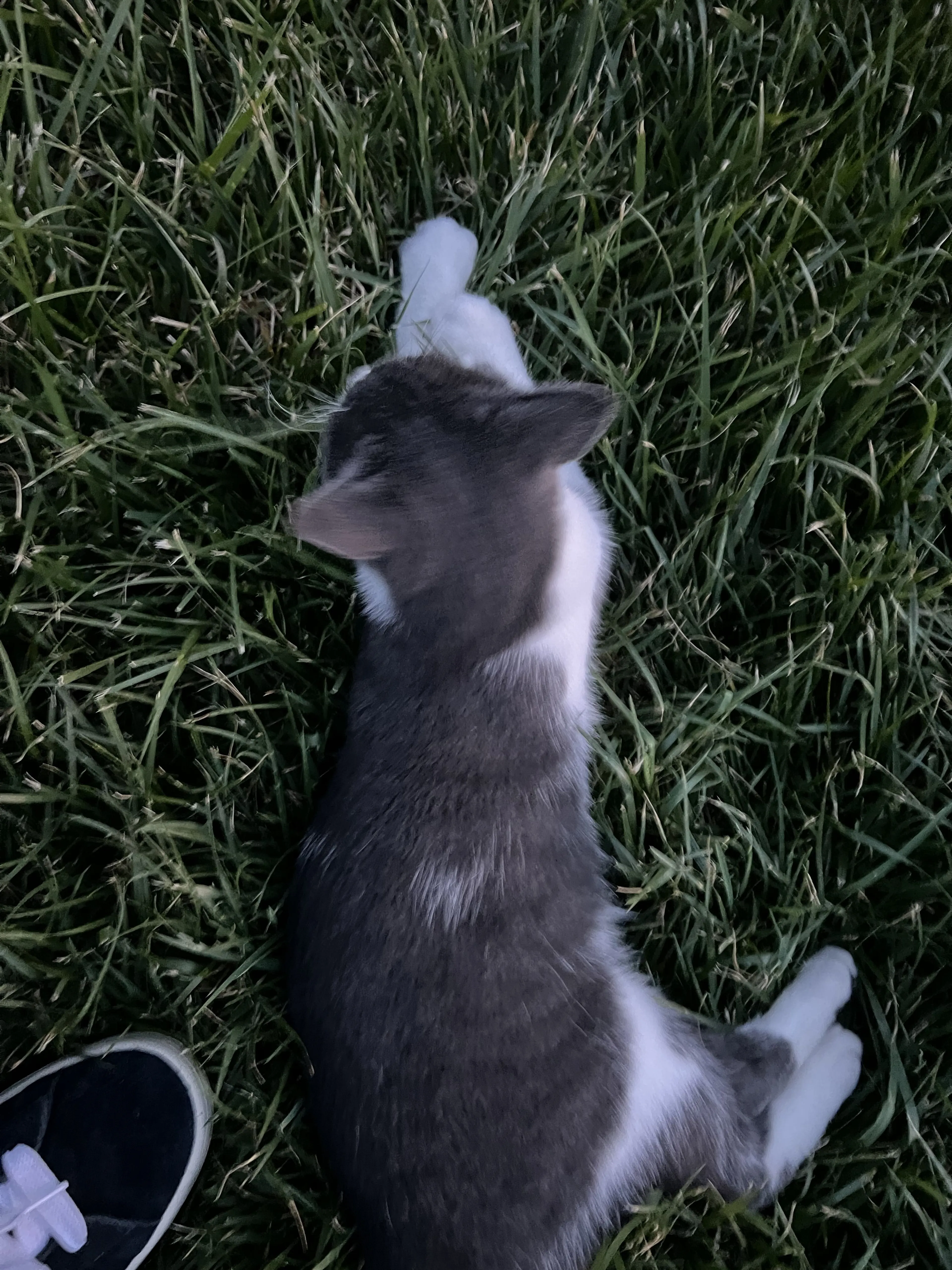 Lost pet