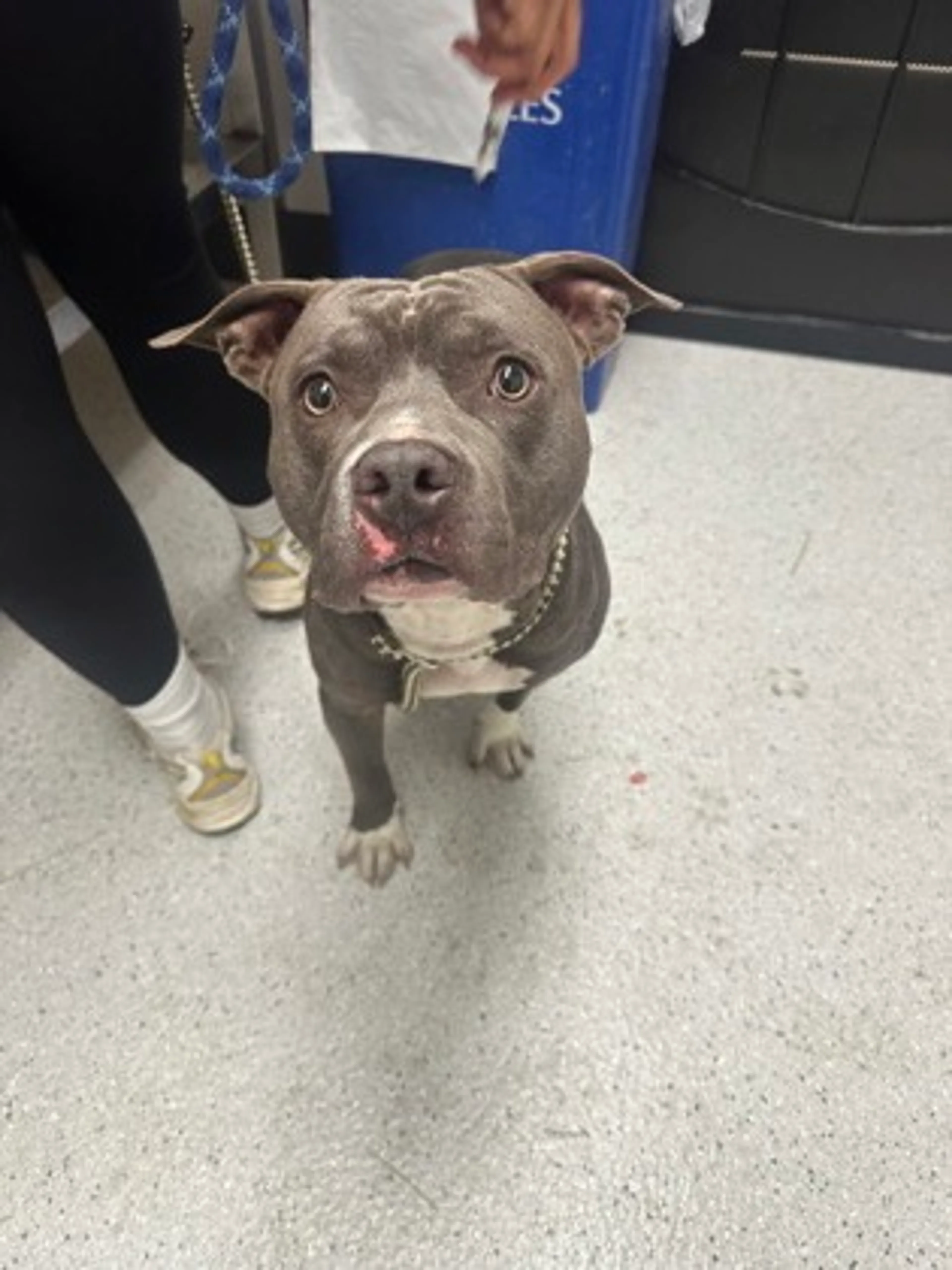 Found pet-1