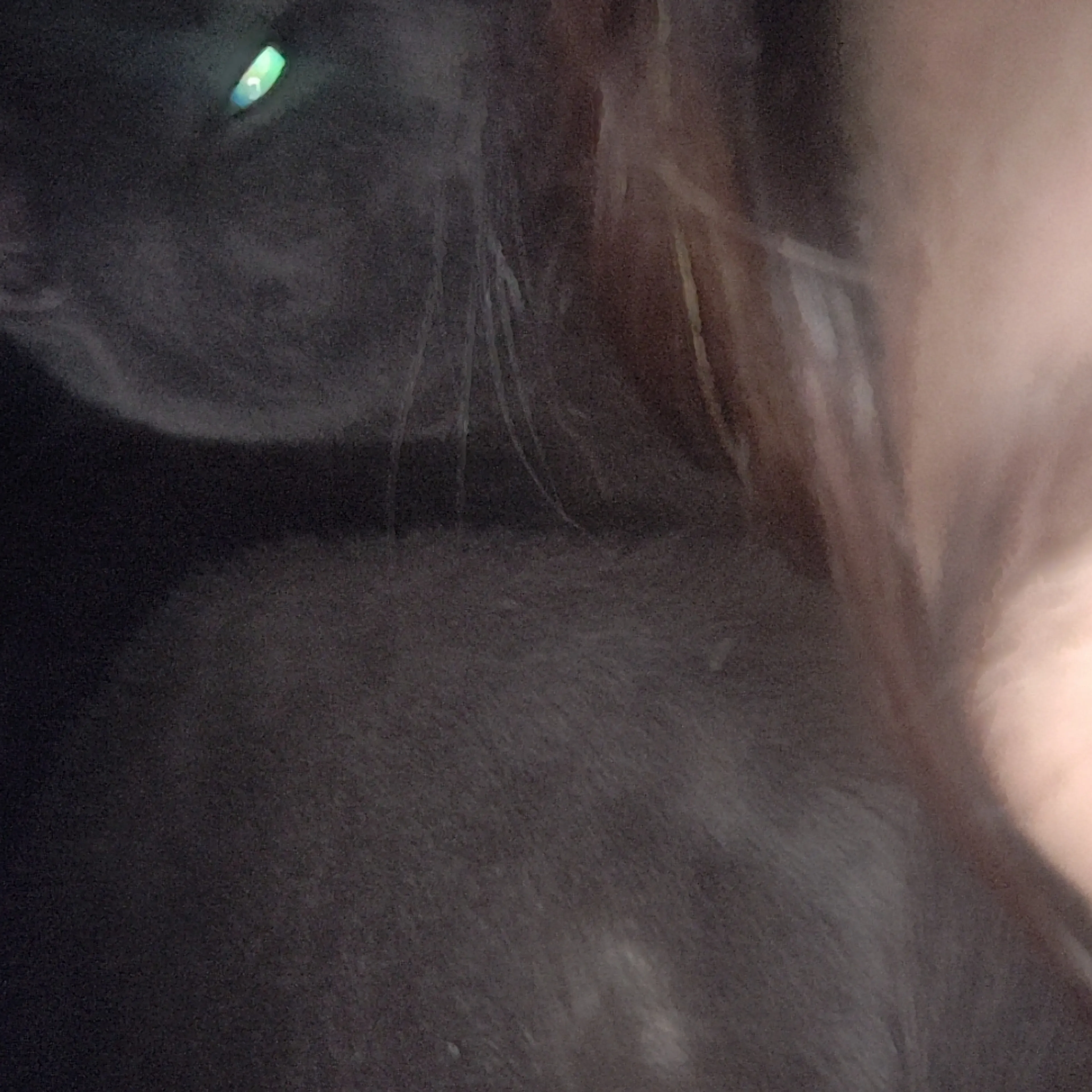 Lost pet-1