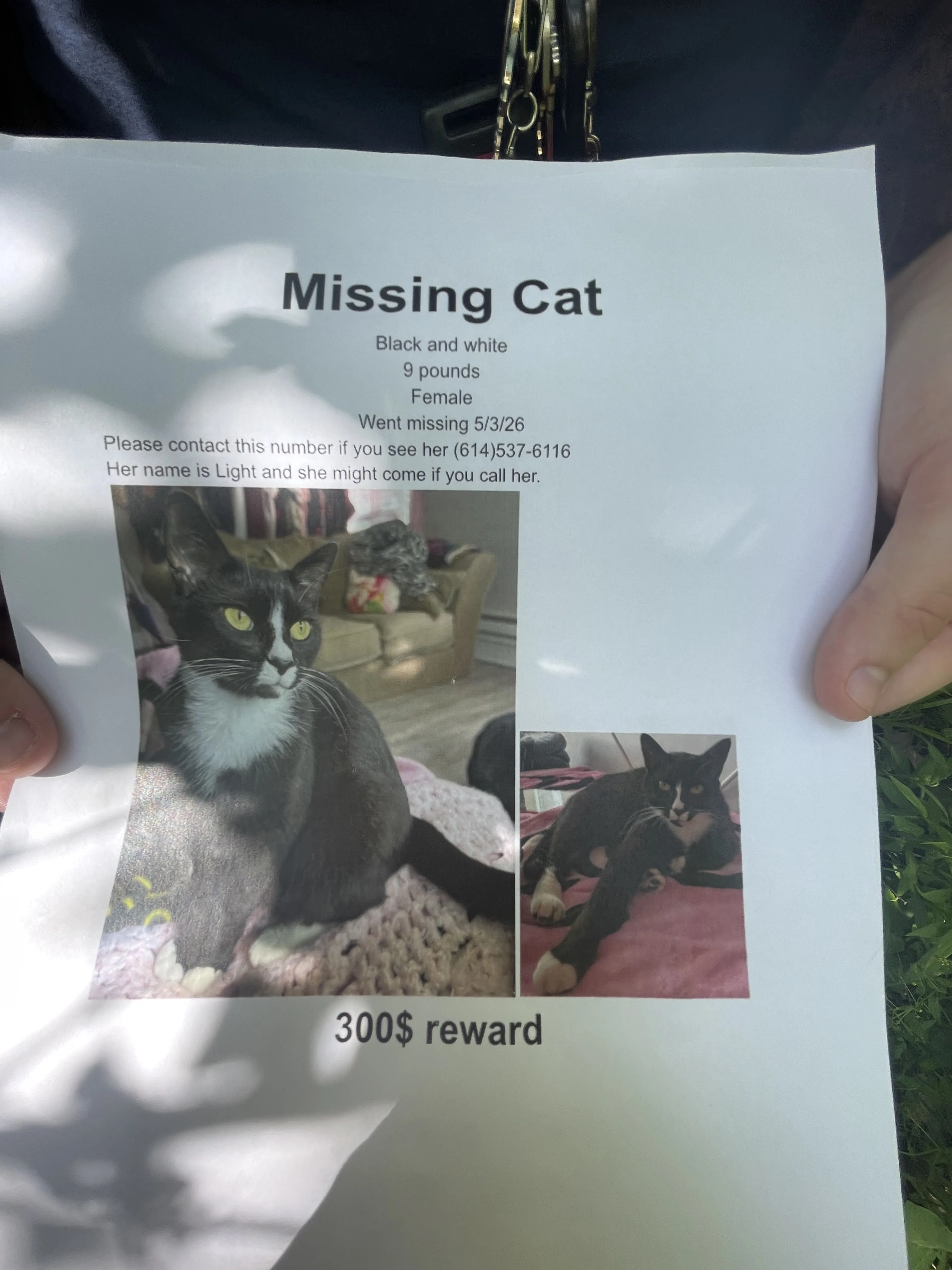 Lost pet