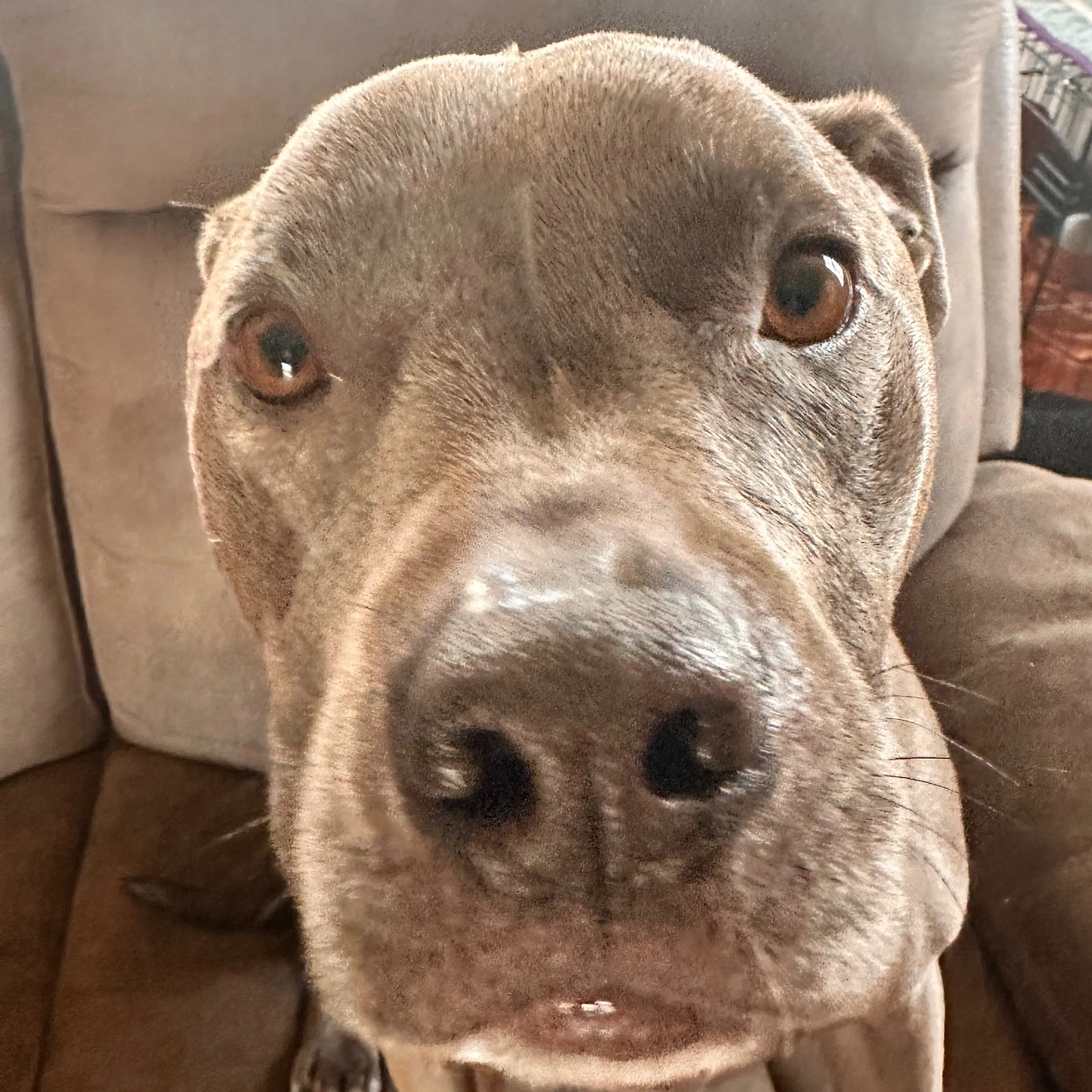 Lost pet-2