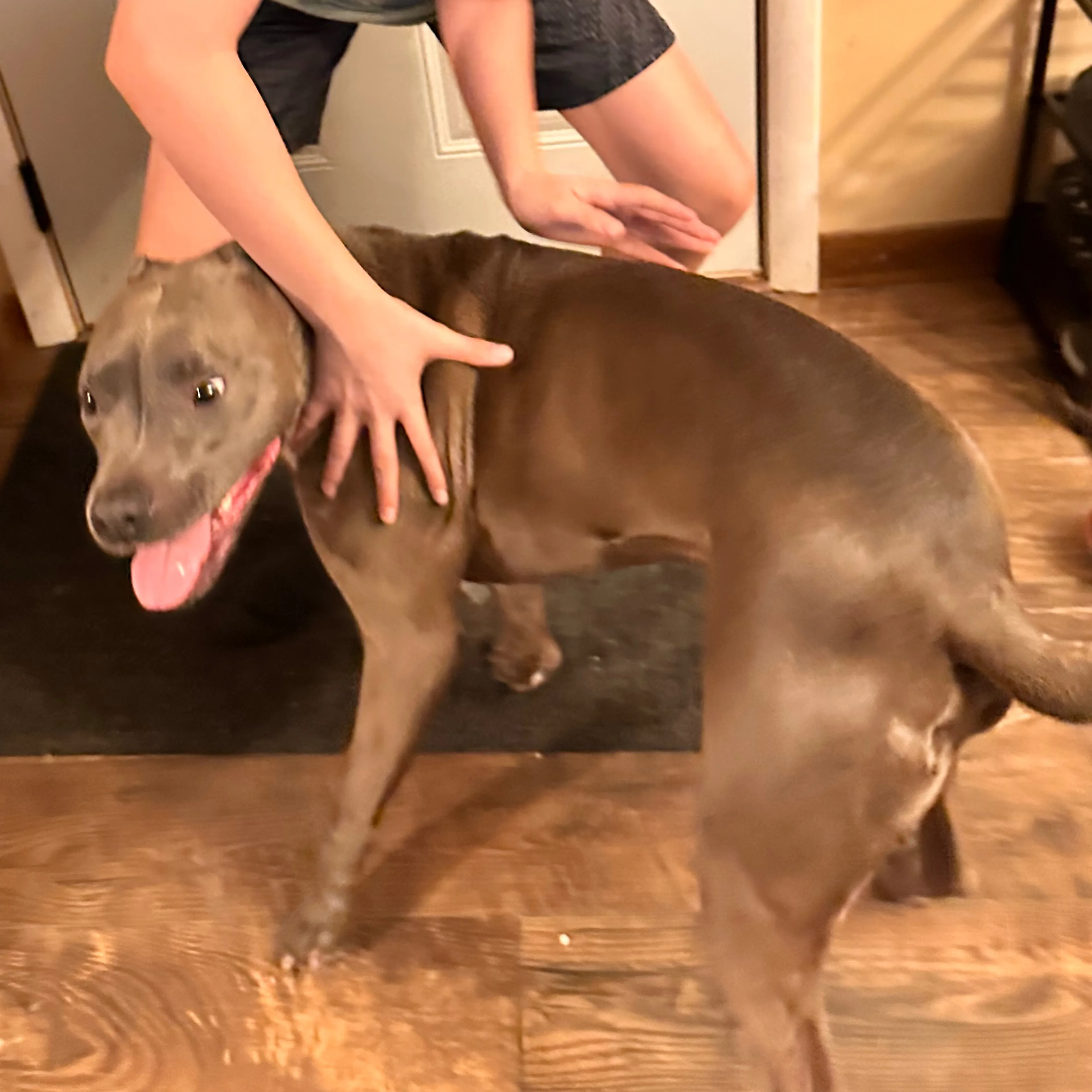 Lost pet-1