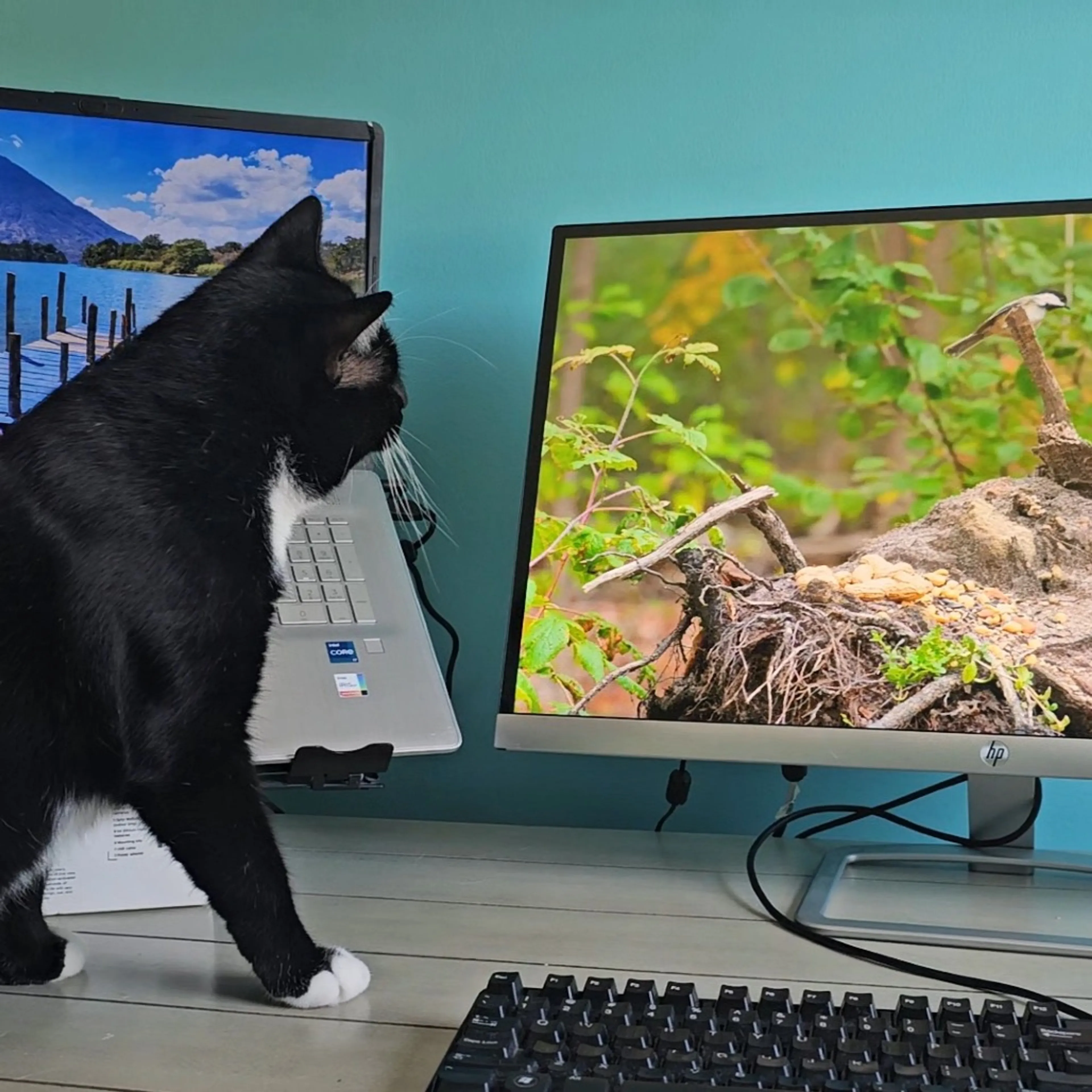 cdn image